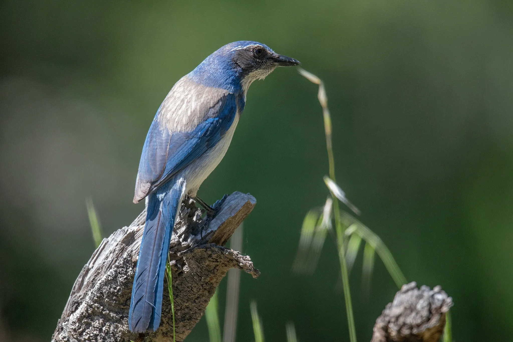 California Scrub-Jay (Aphelocoma californica)