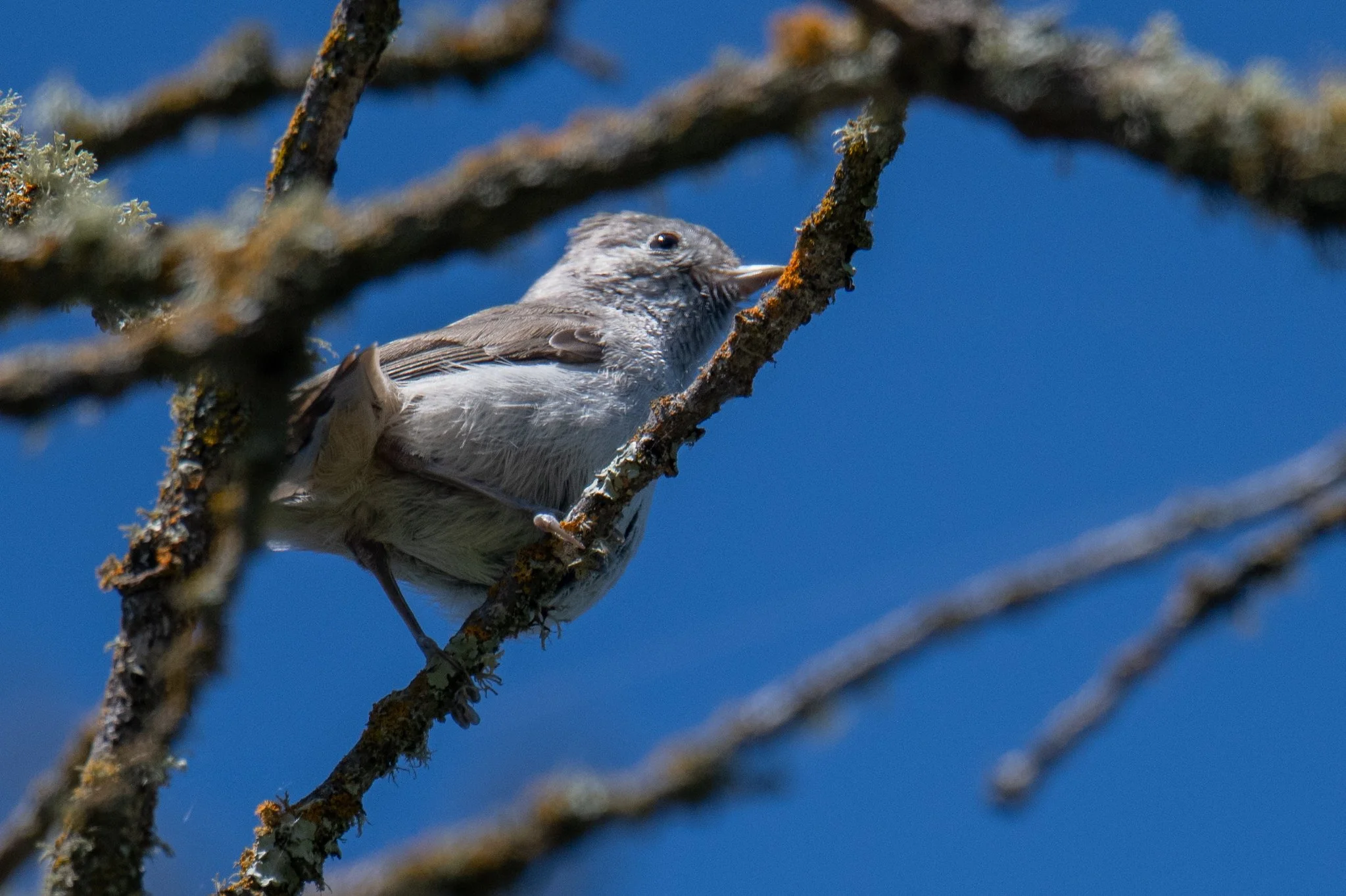 Oak Titmouse (Baeolophus inornatus)