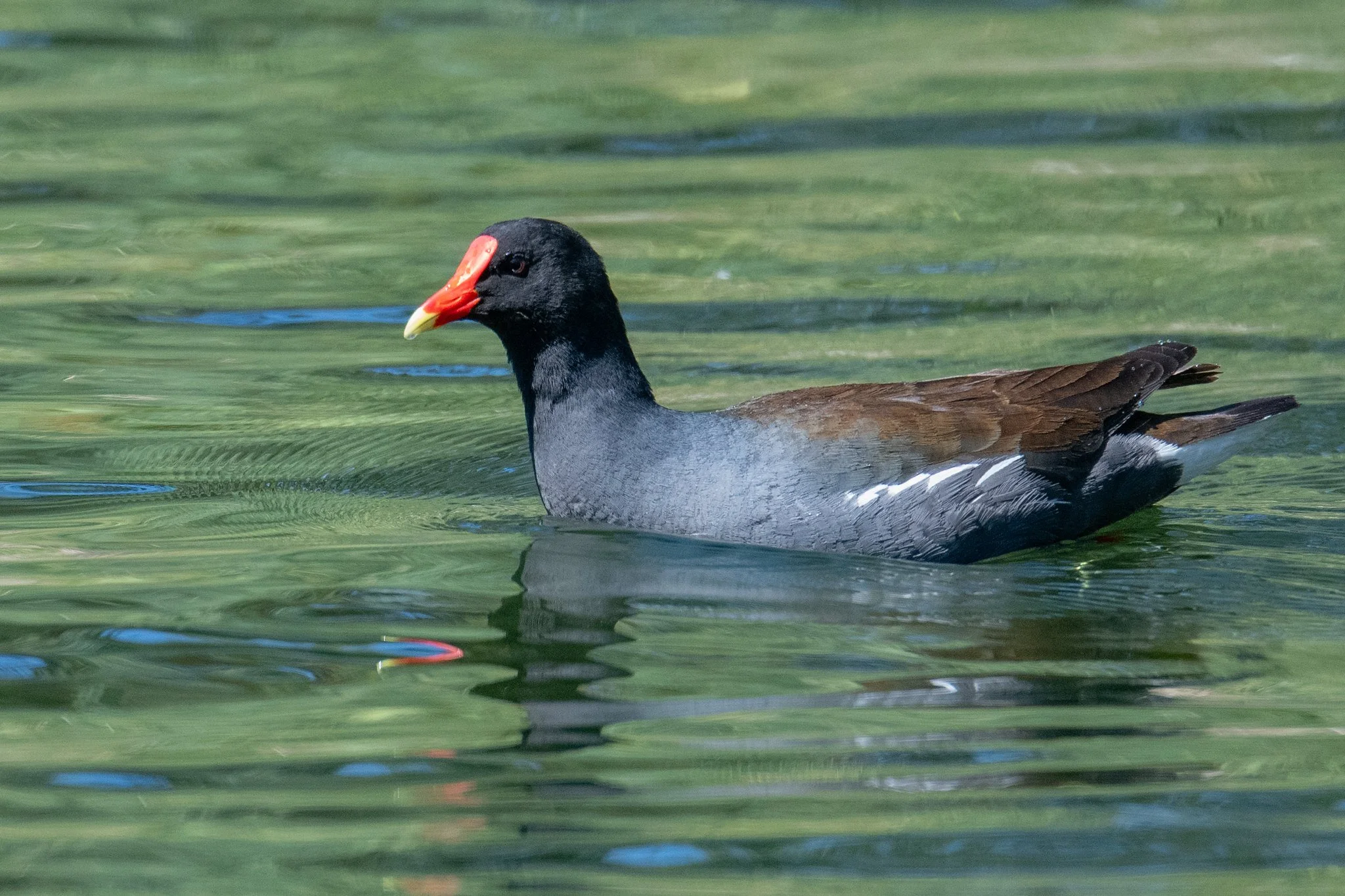 Common Gallinule (Gallinula galeata)