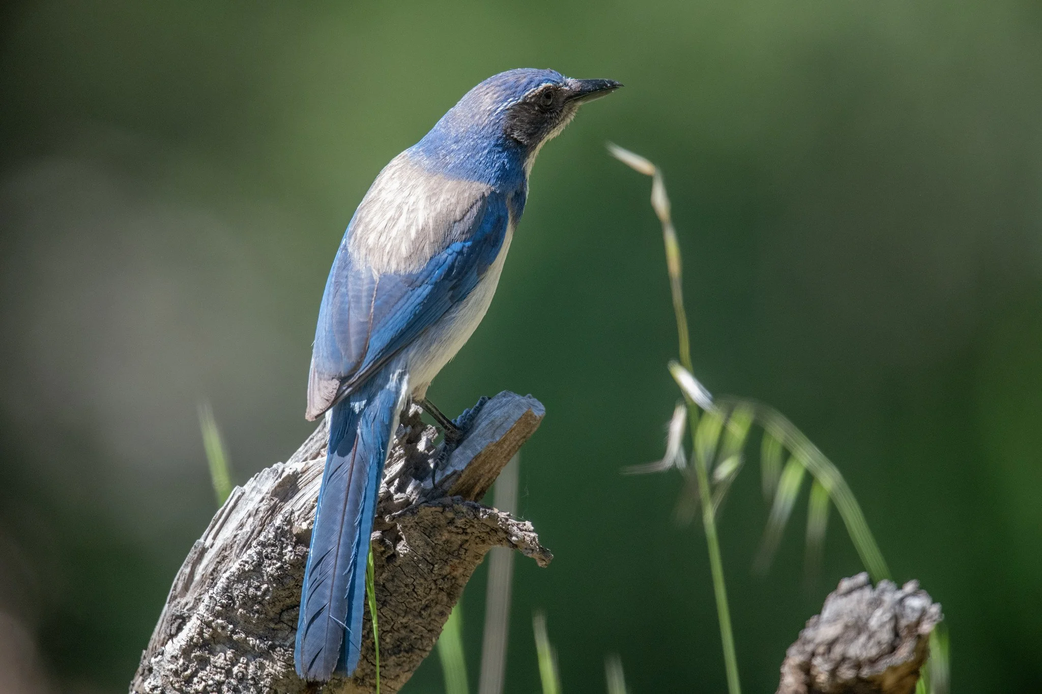 California Scrub-Jay (Aphelocoma californica)