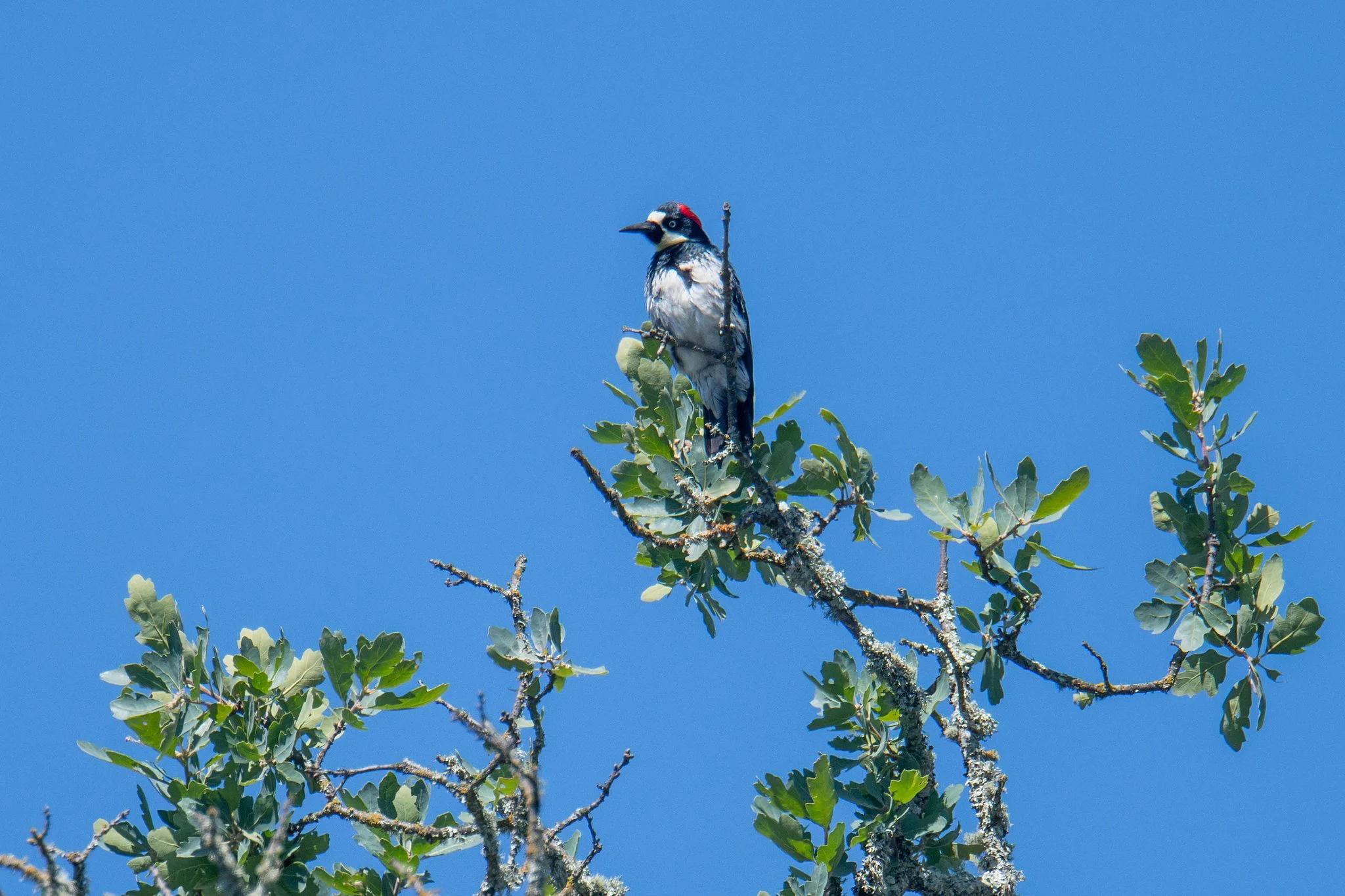 Acorn Woodpecker (Melanerpes formicivorus)