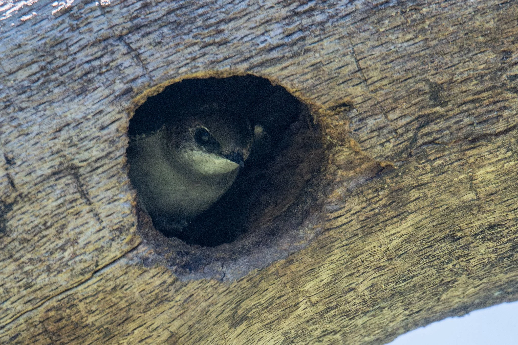 Violet-green Swallow (Tachycineta thalassina)