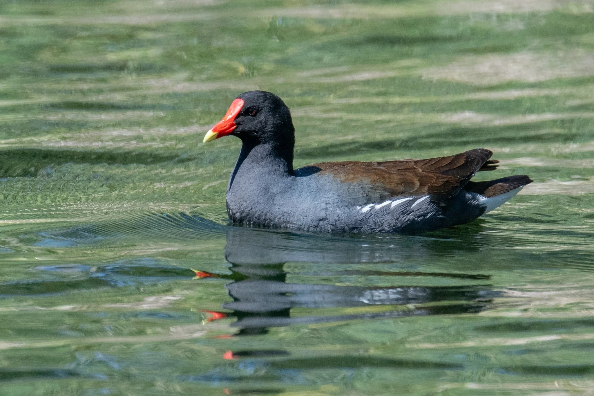 Common Gallinule (Gallinula galeata)