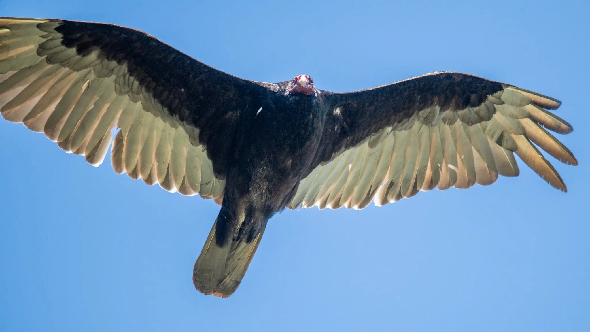 Turkey Vulture (Cathartes aura)