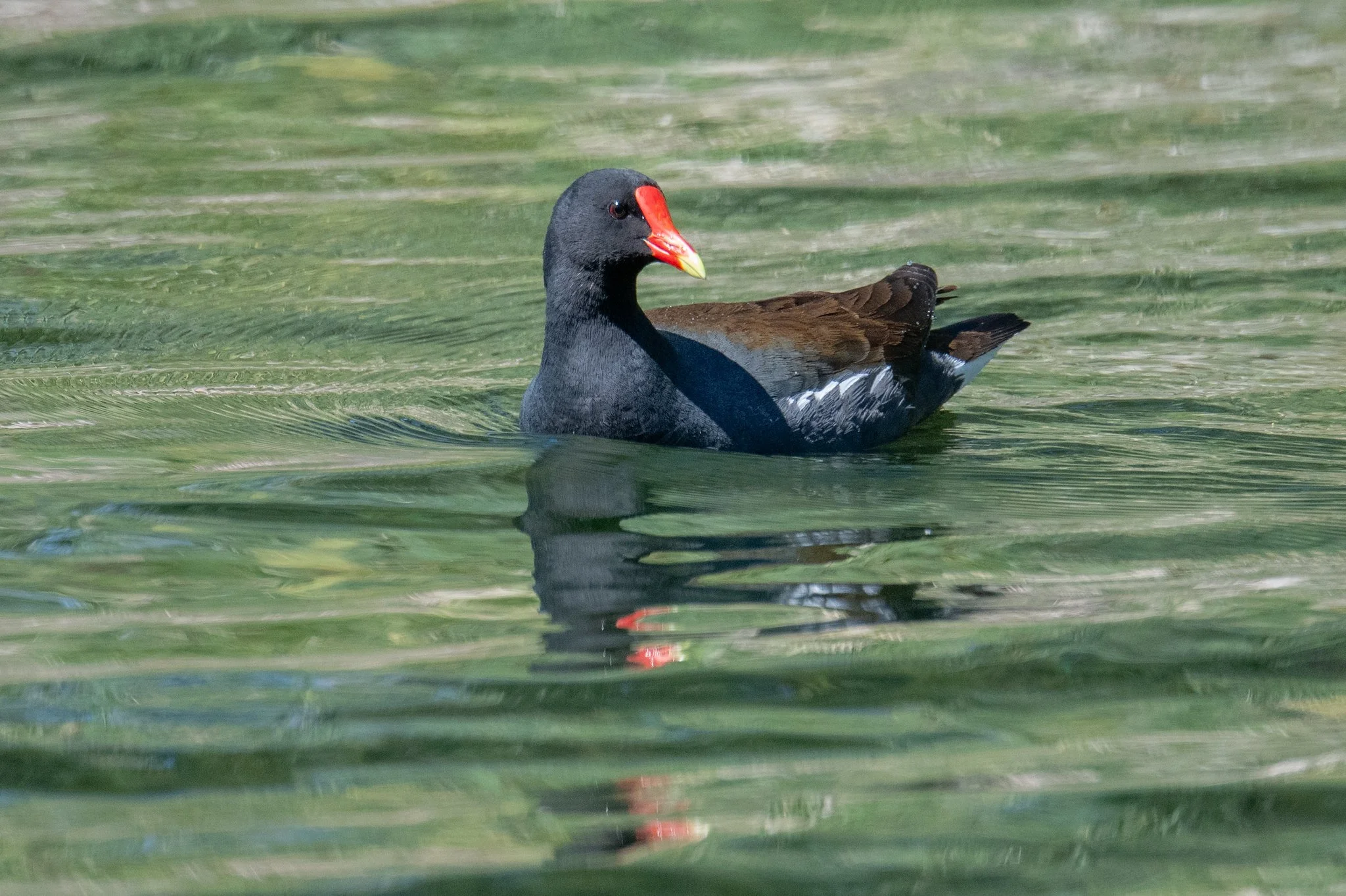 Common Gallinule (Gallinula galeata)