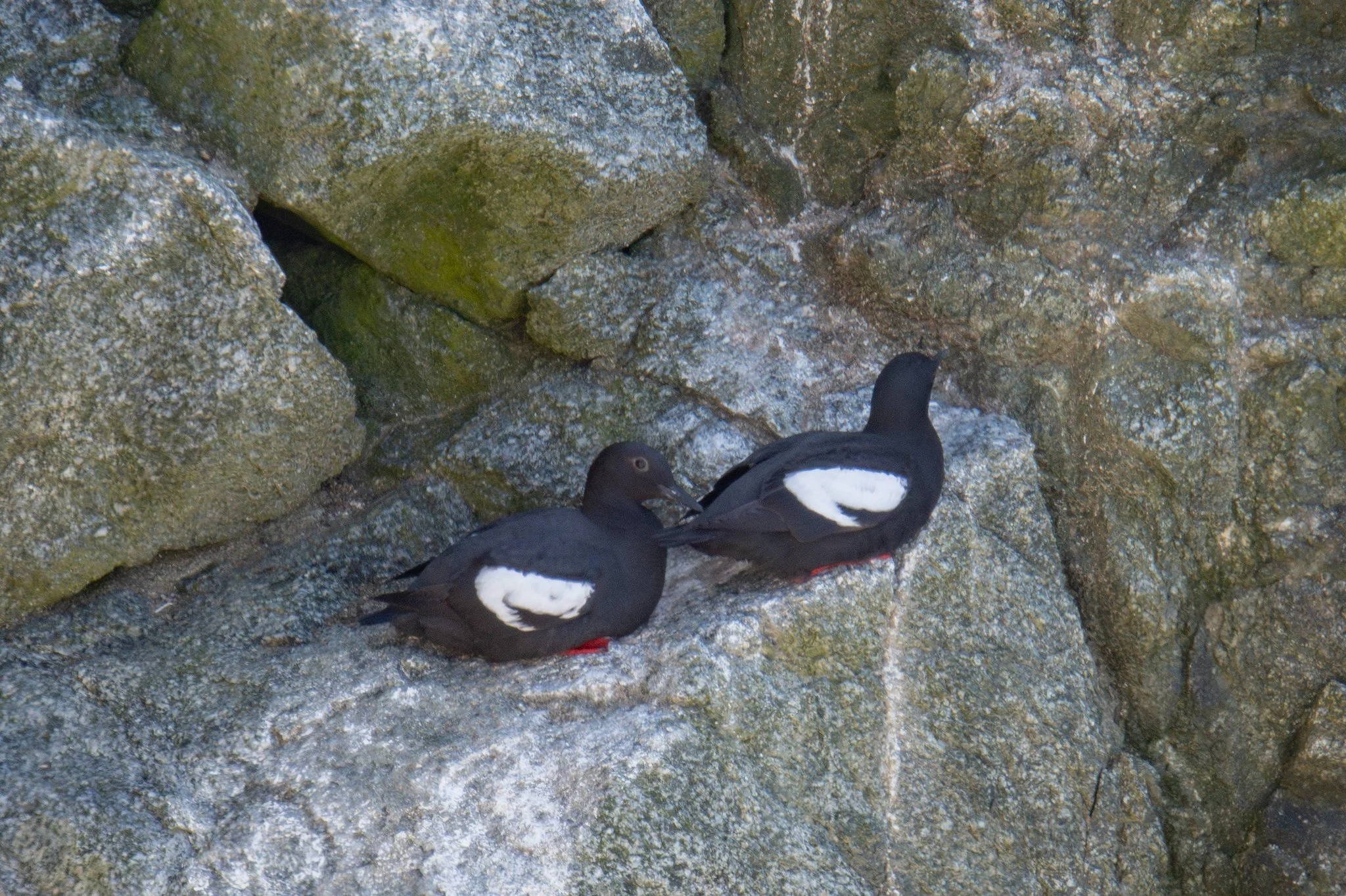 Pigeon Guillemot (Cepphus columba)