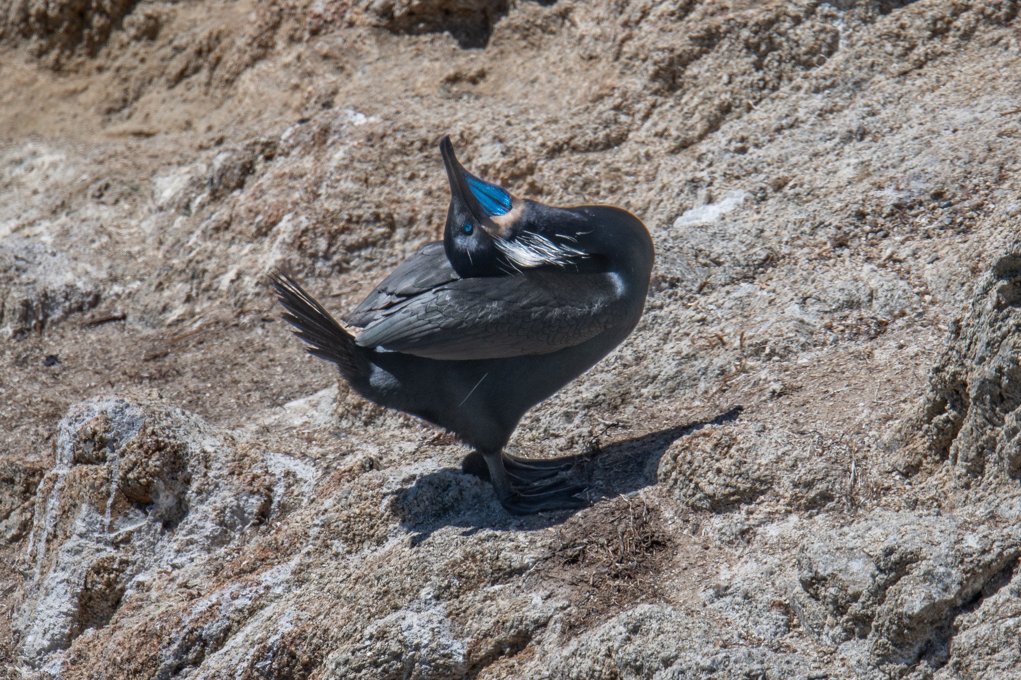 Brandt's Cormorant (Urile penicillatus)
