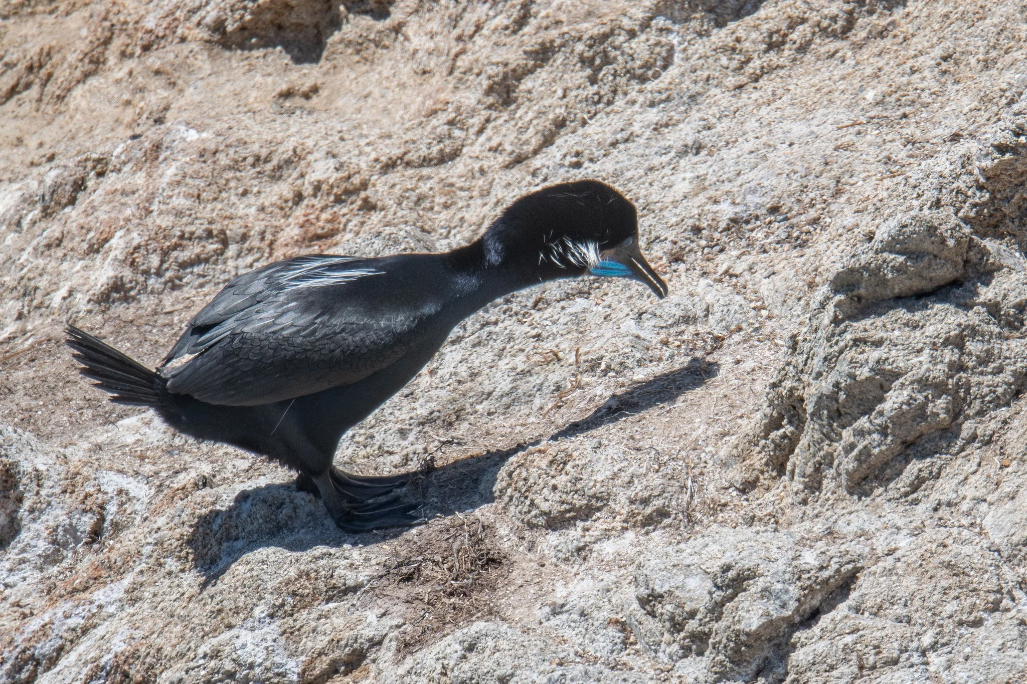 Brandt's Cormorant (Urile penicillatus)