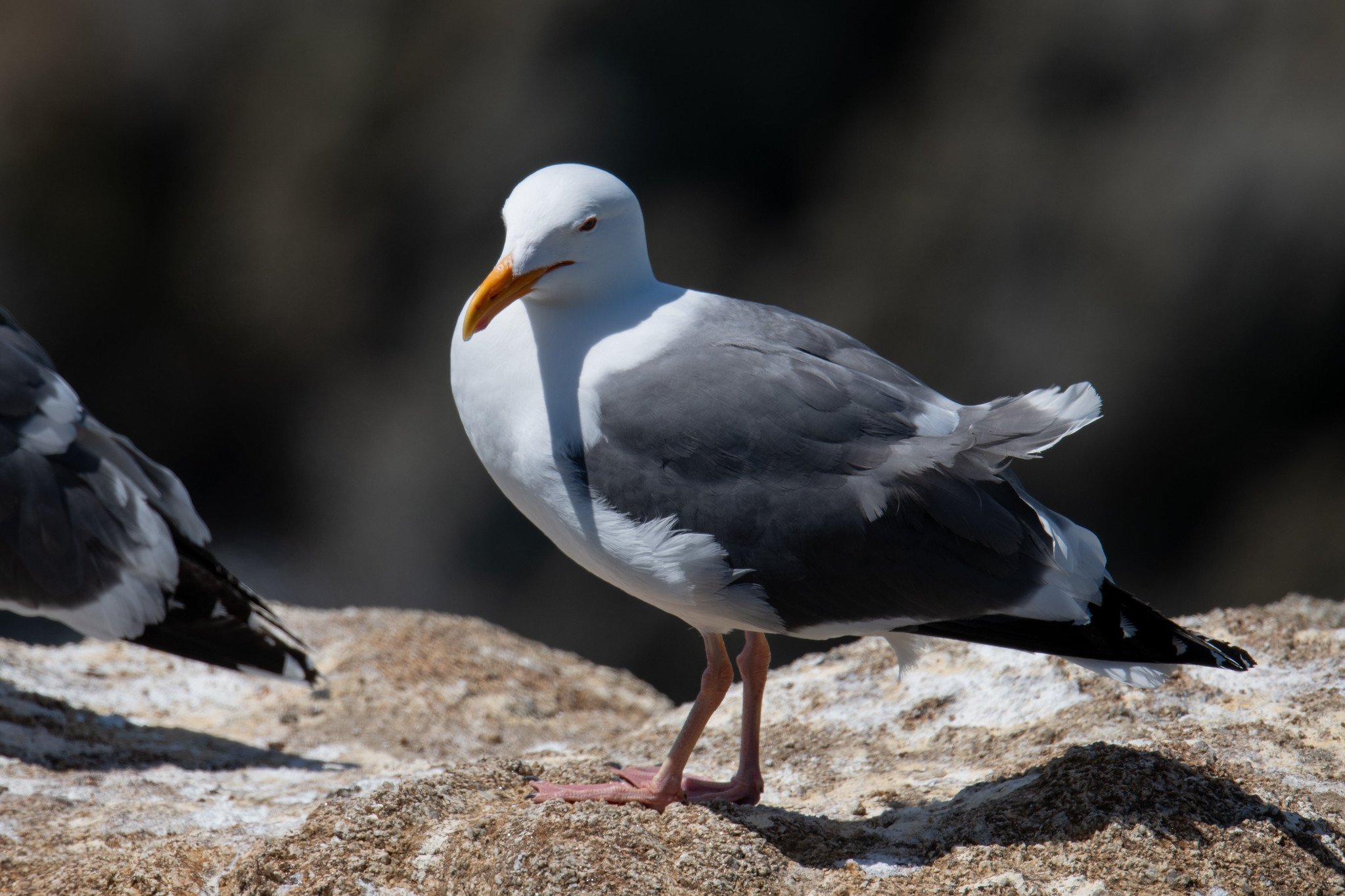 Western Gull (Larus occidentalis)