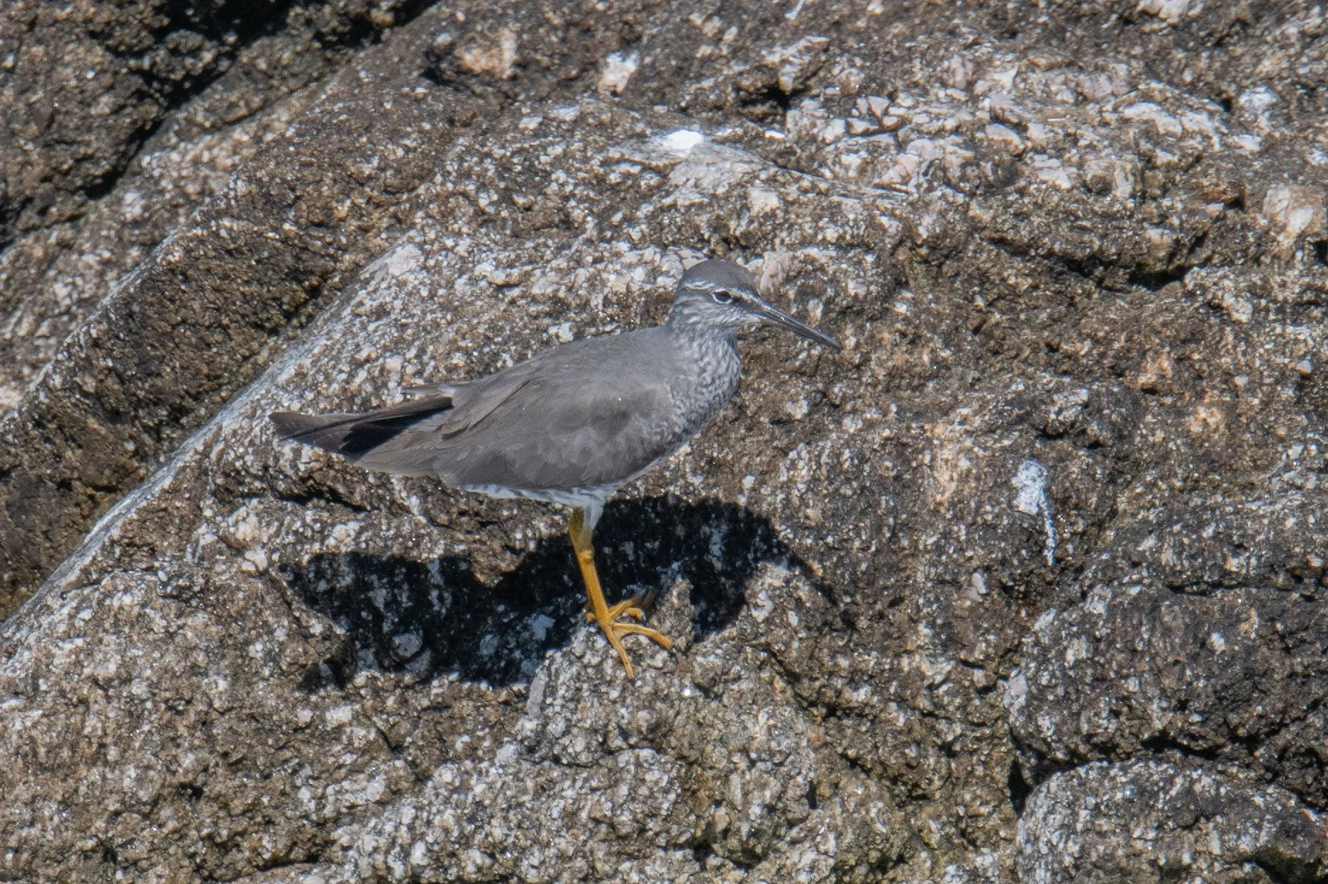 Wandering Tattler (Tringa incana)