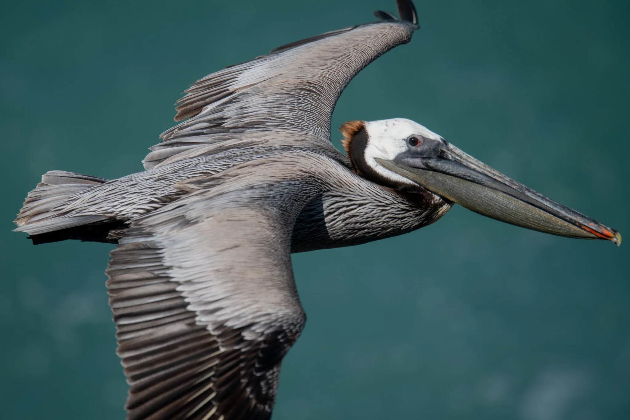 Brown Pelican (Pelecanus occidentalis)