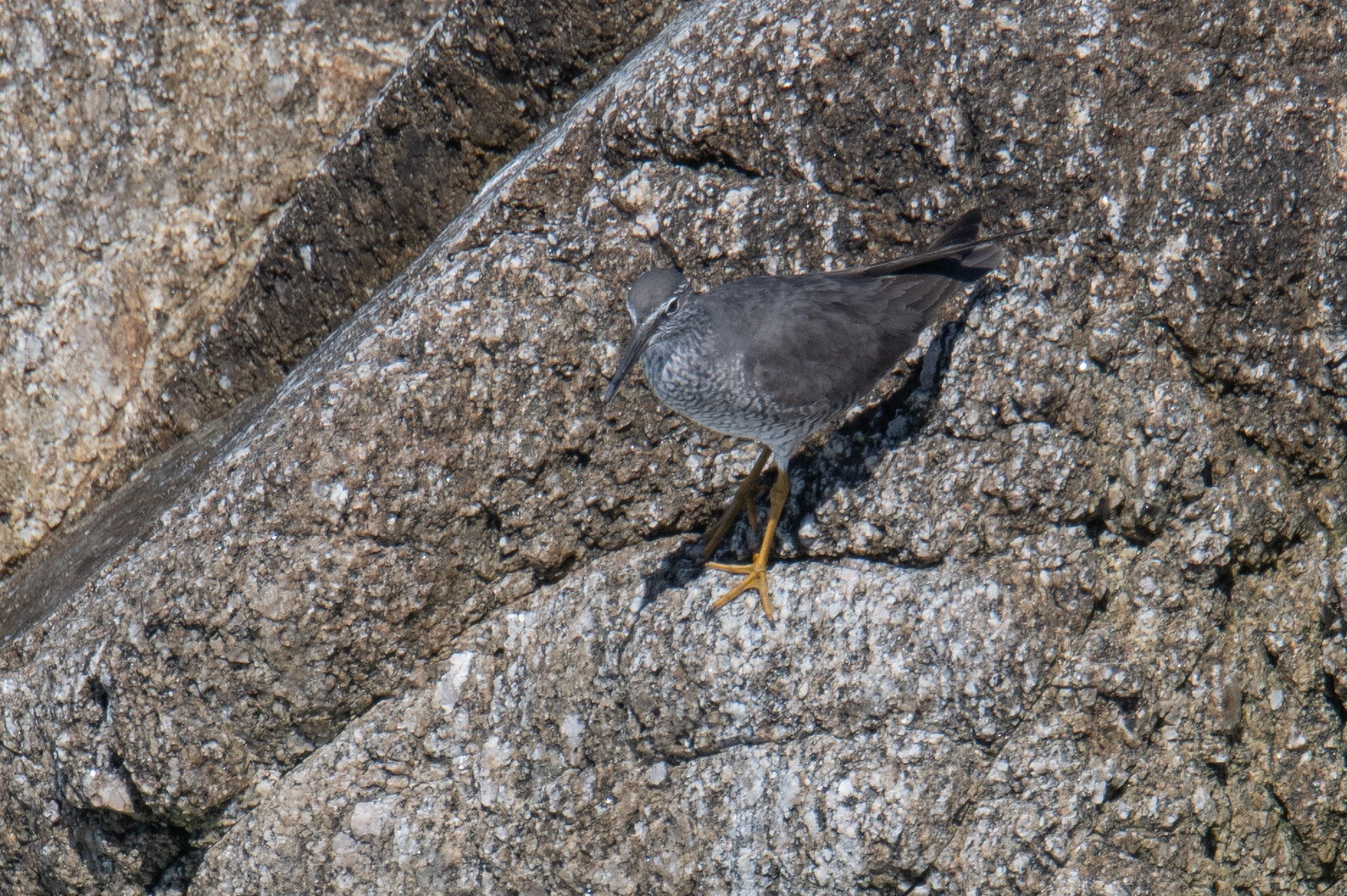 Wandering Tattler (Tringa incana)