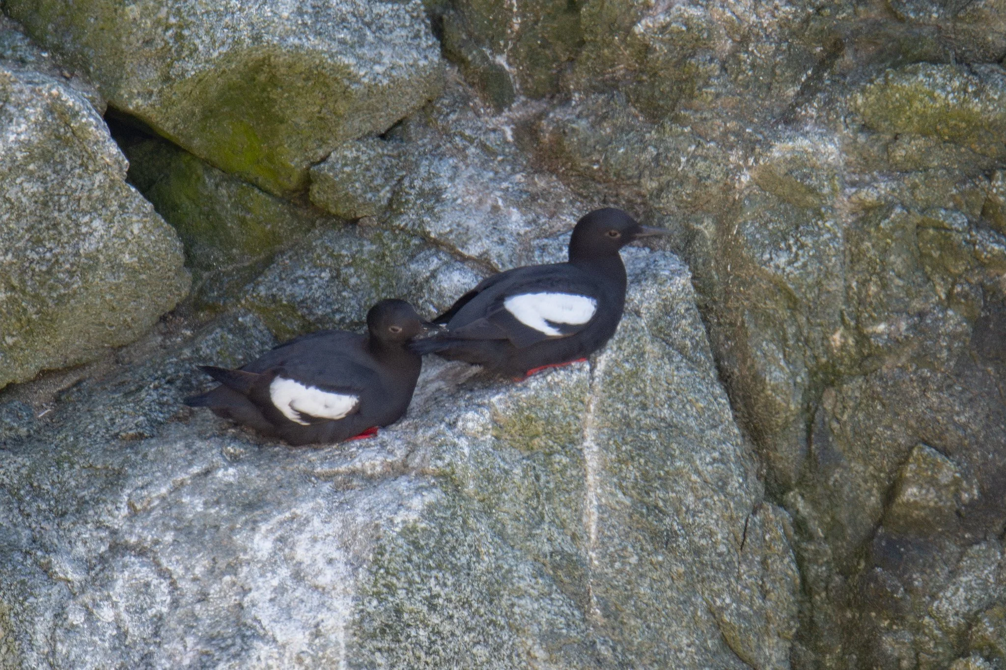 Pigeon Guillemot (Cepphus columba)