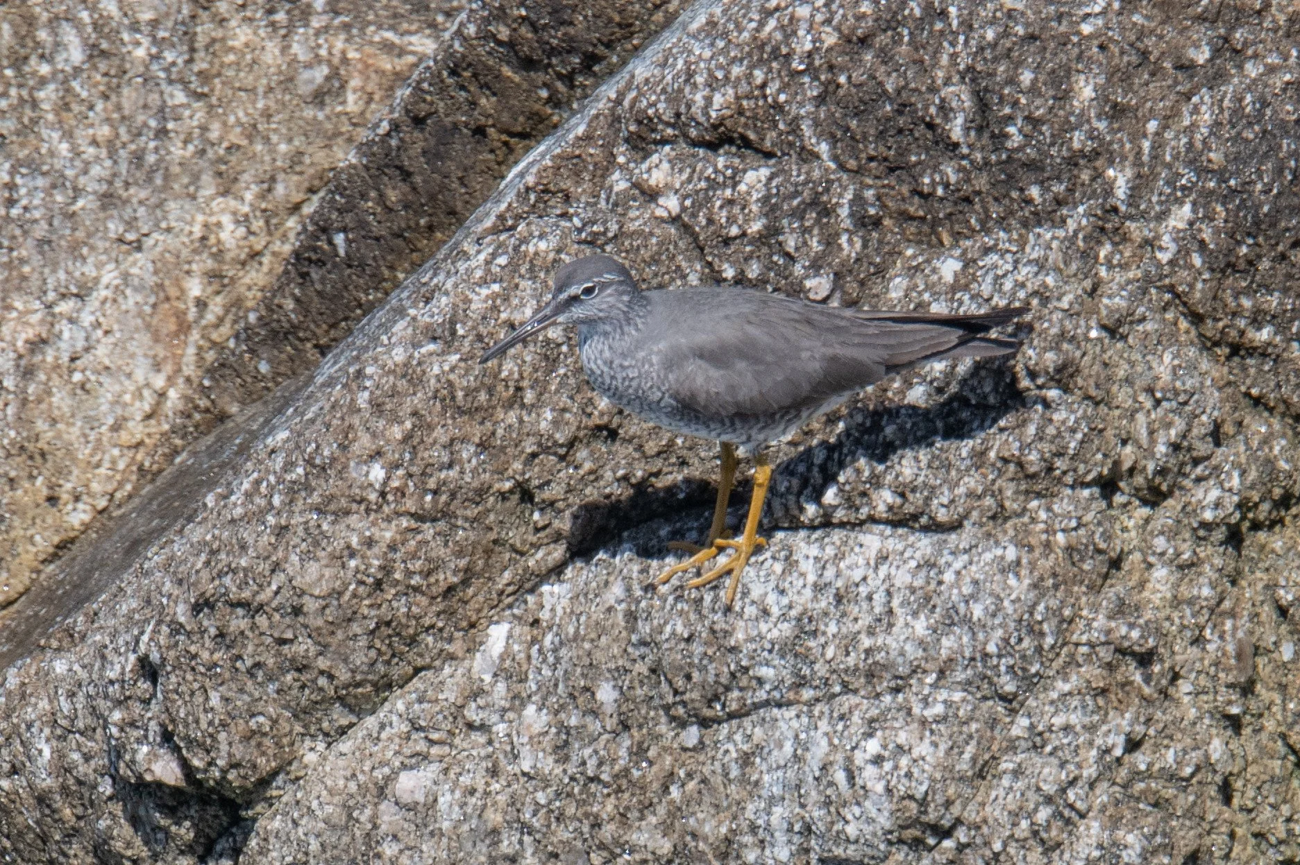 Wandering Tattler (Tringa incana)