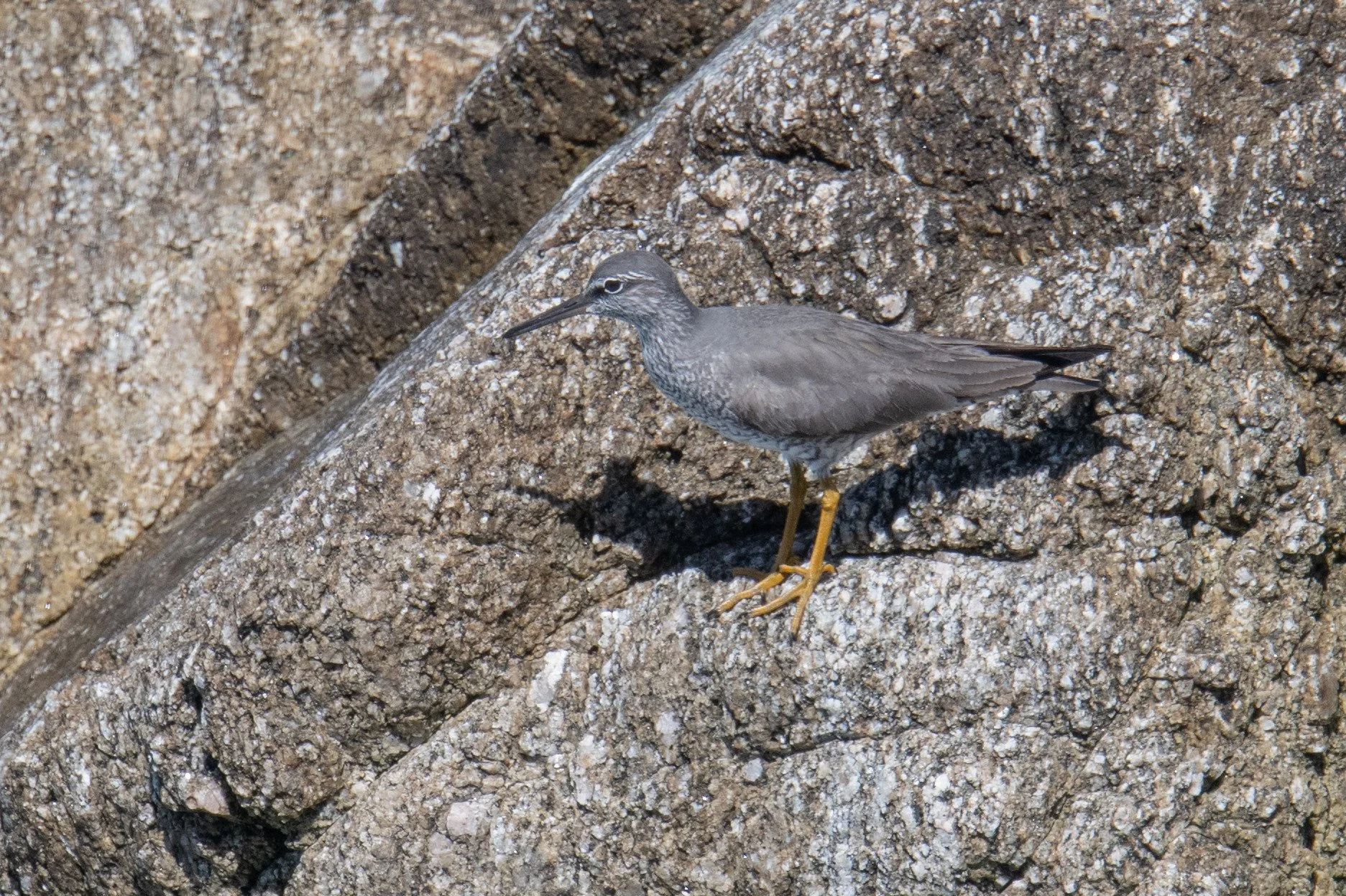 Wandering Tattler (Tringa incana)