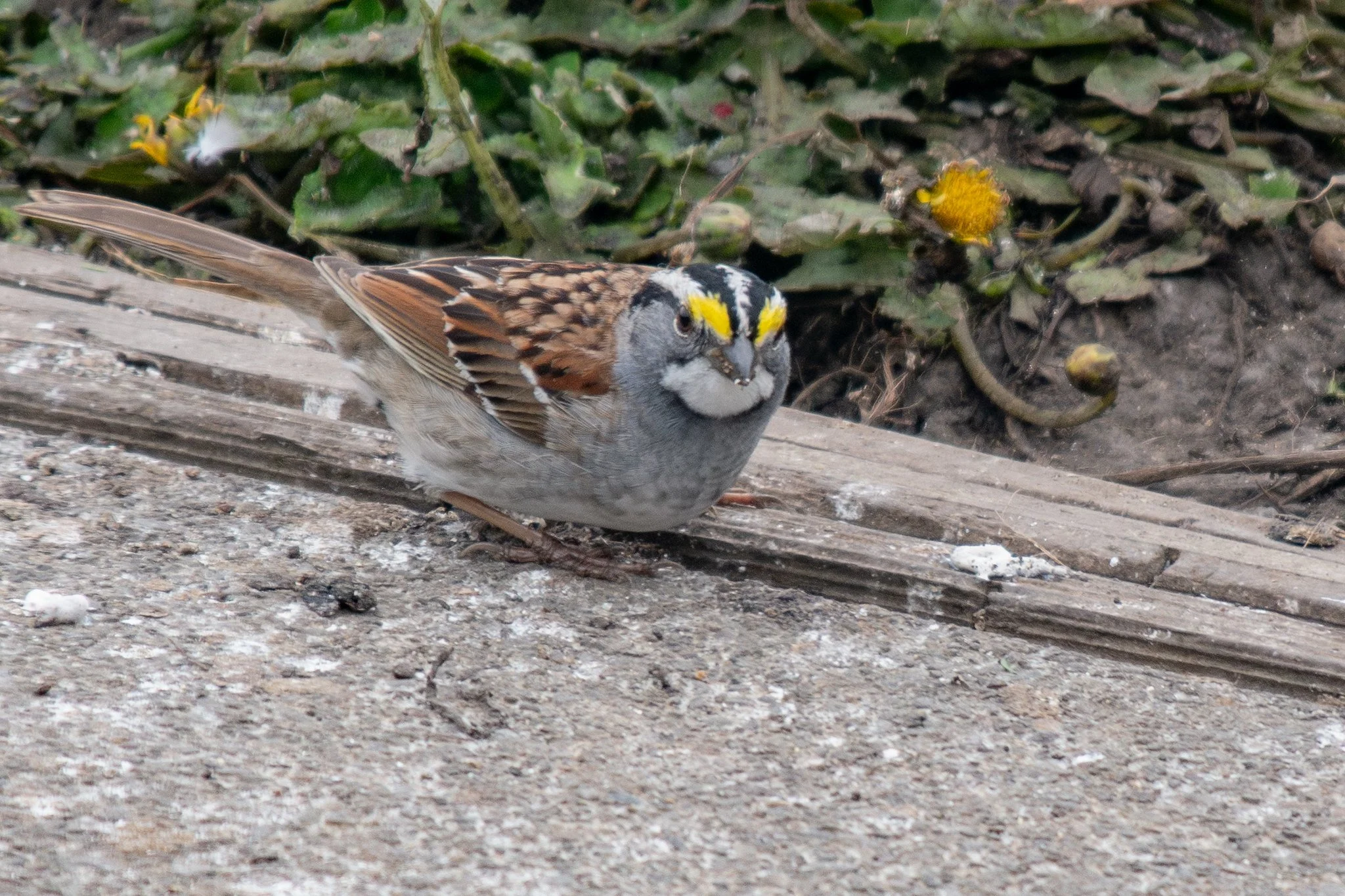 White-throated Sparrow (Zonotrichia albicollis)