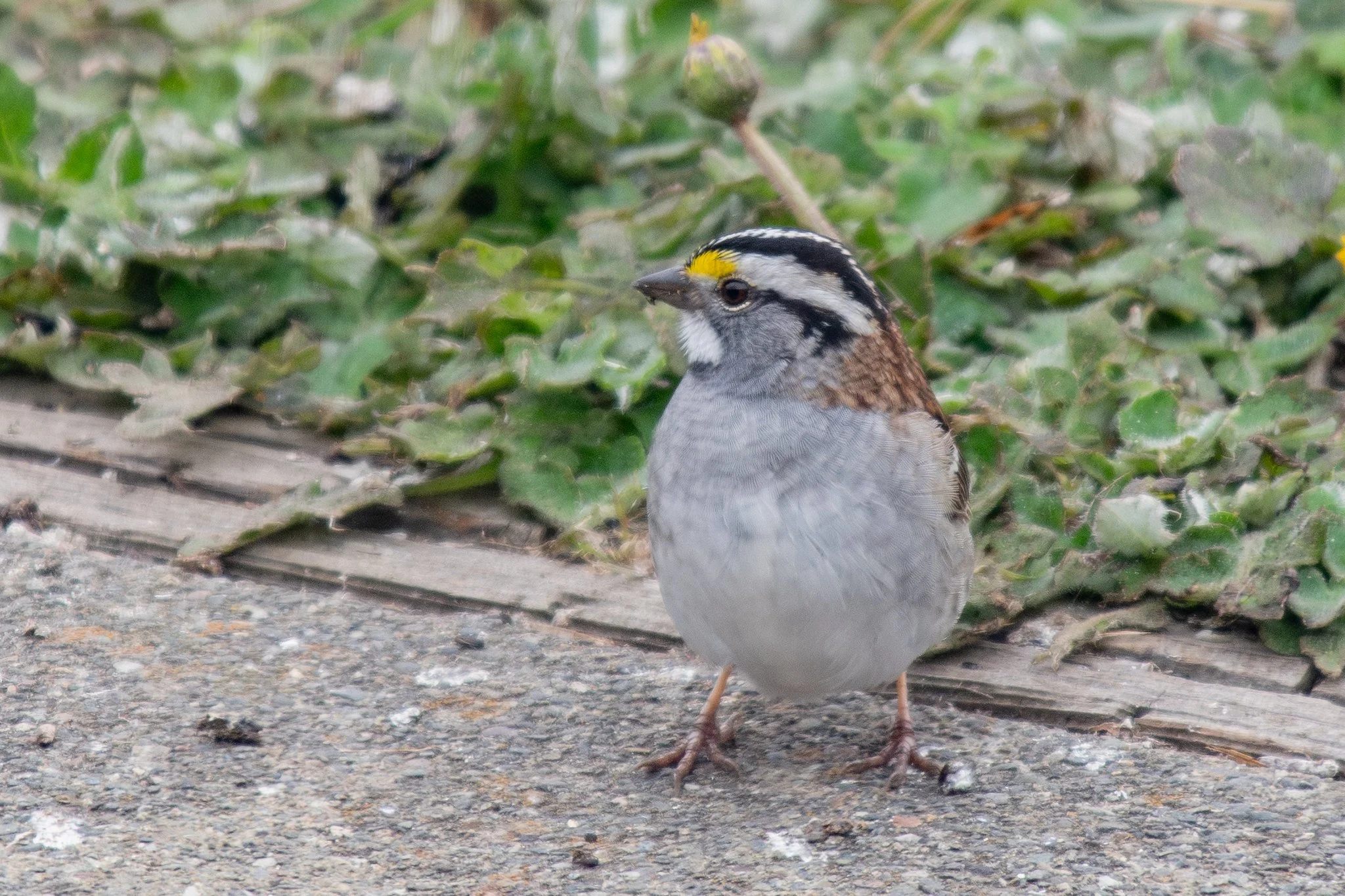 White-throated Sparrow (Zonotrichia albicollis)