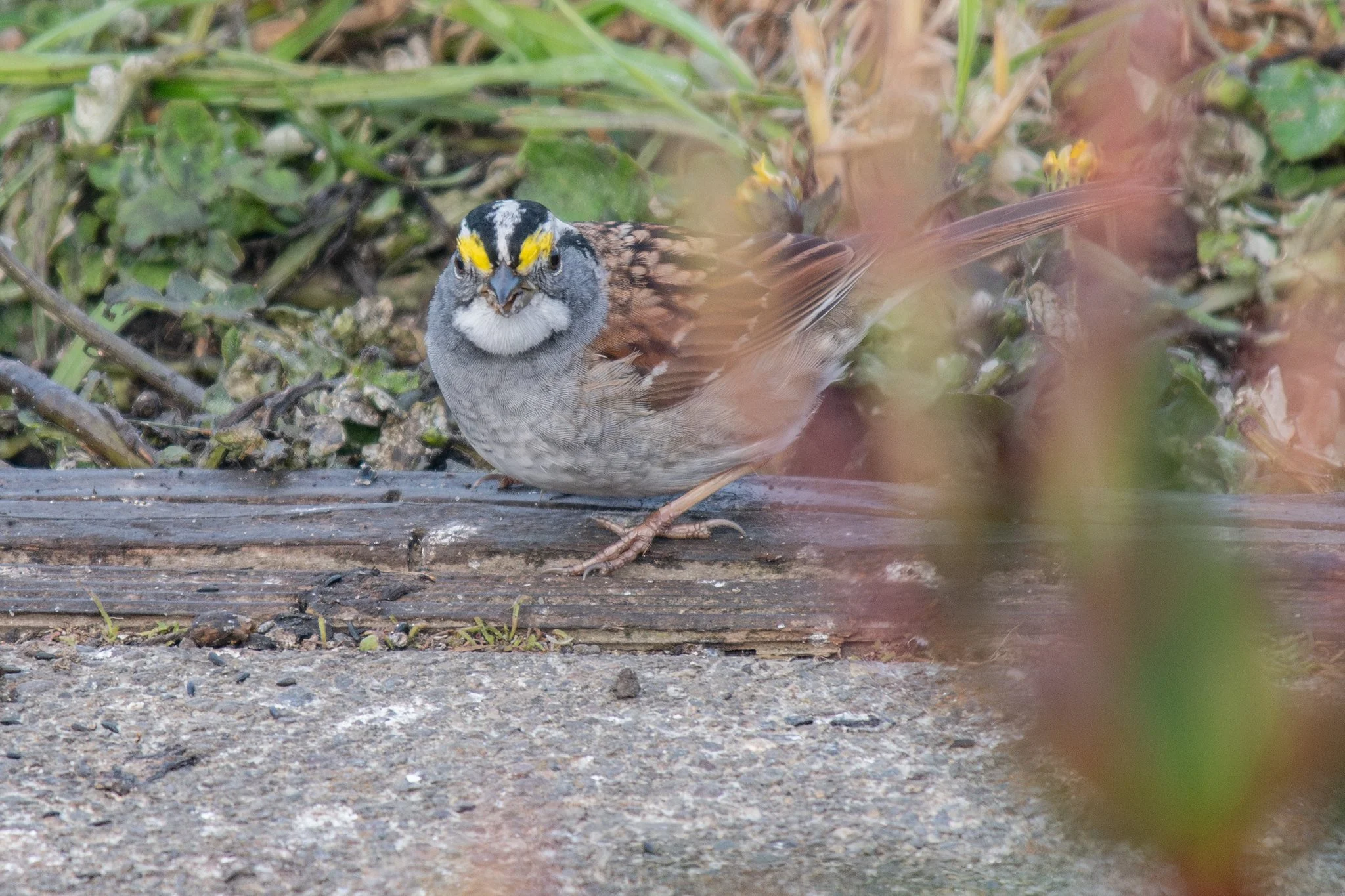White-throated Sparrow (Zonotrichia albicollis)