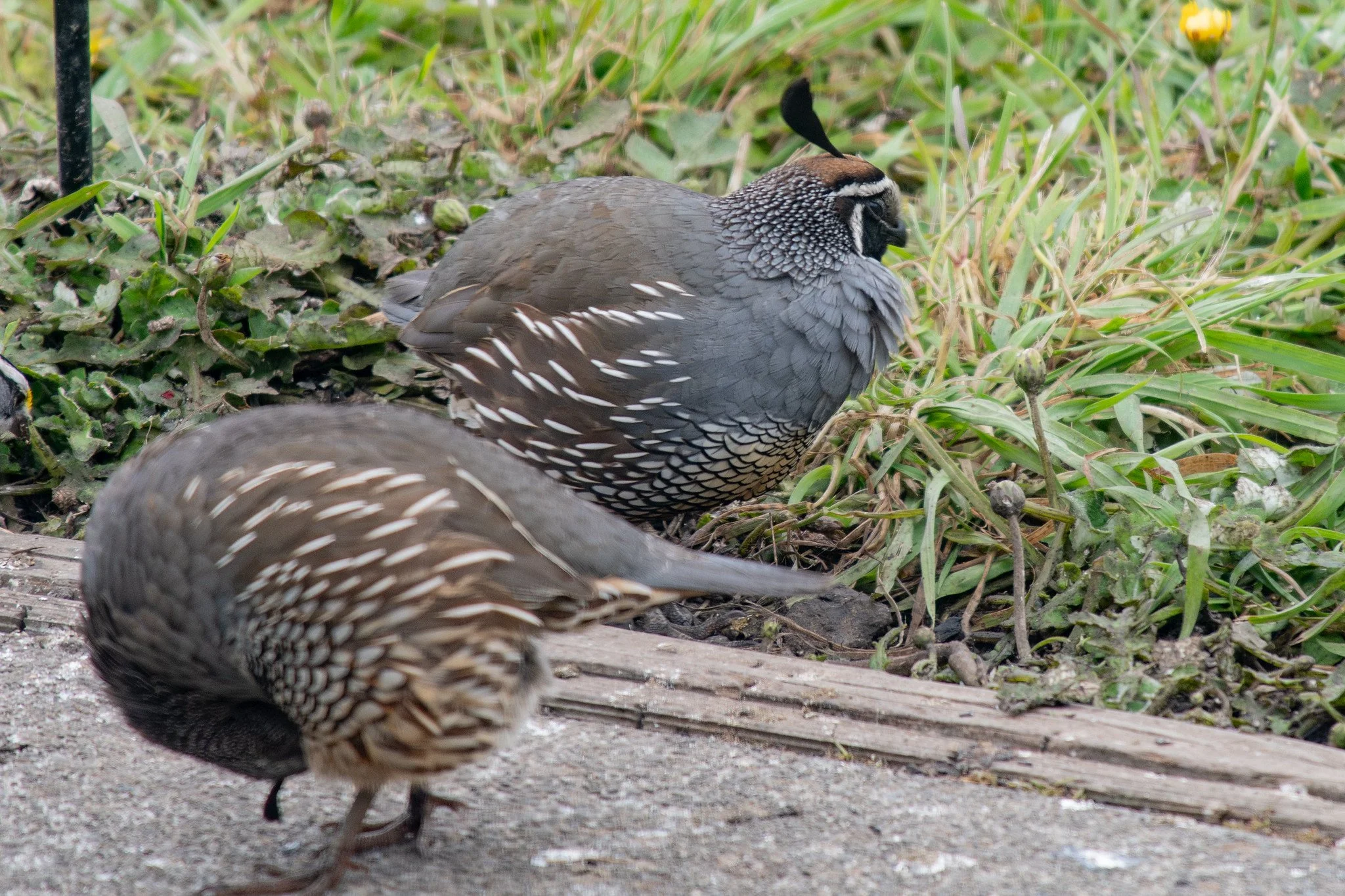 California Quail (Callipepla californica)