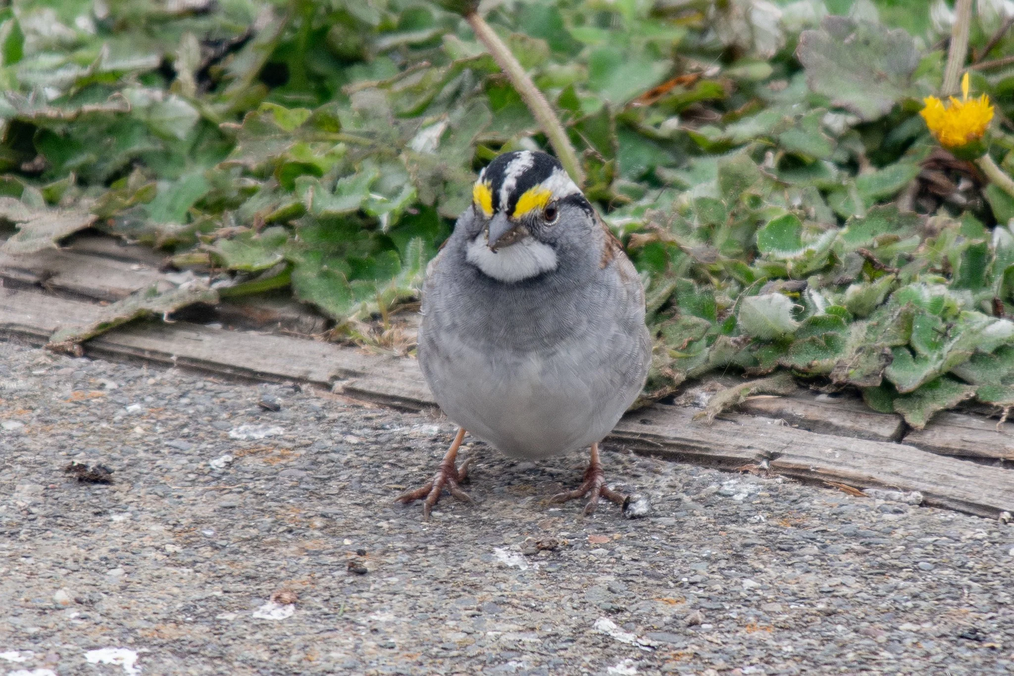 White-throated Sparrow (Zonotrichia albicollis)