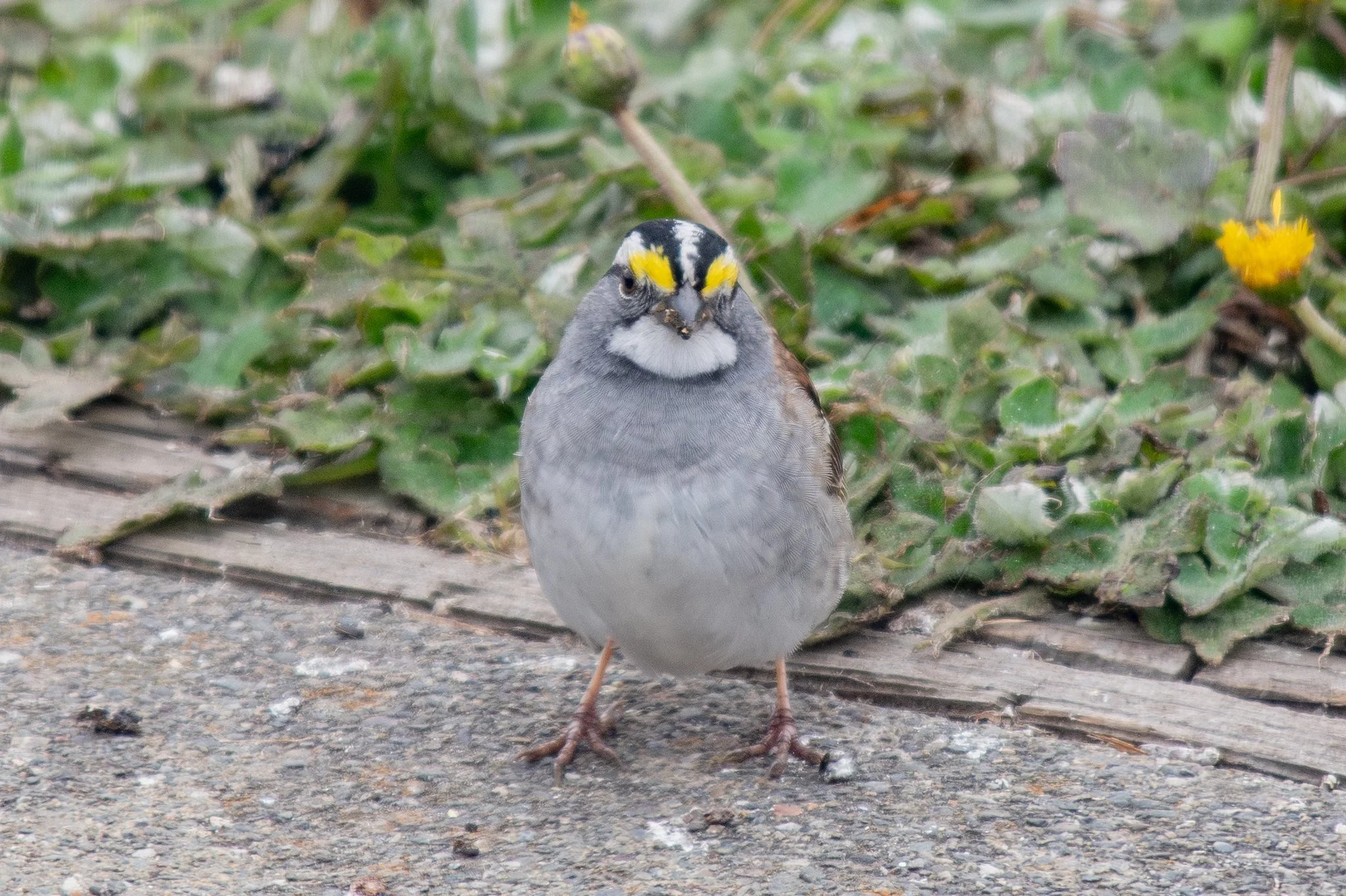 White-throated Sparrow (Zonotrichia albicollis)