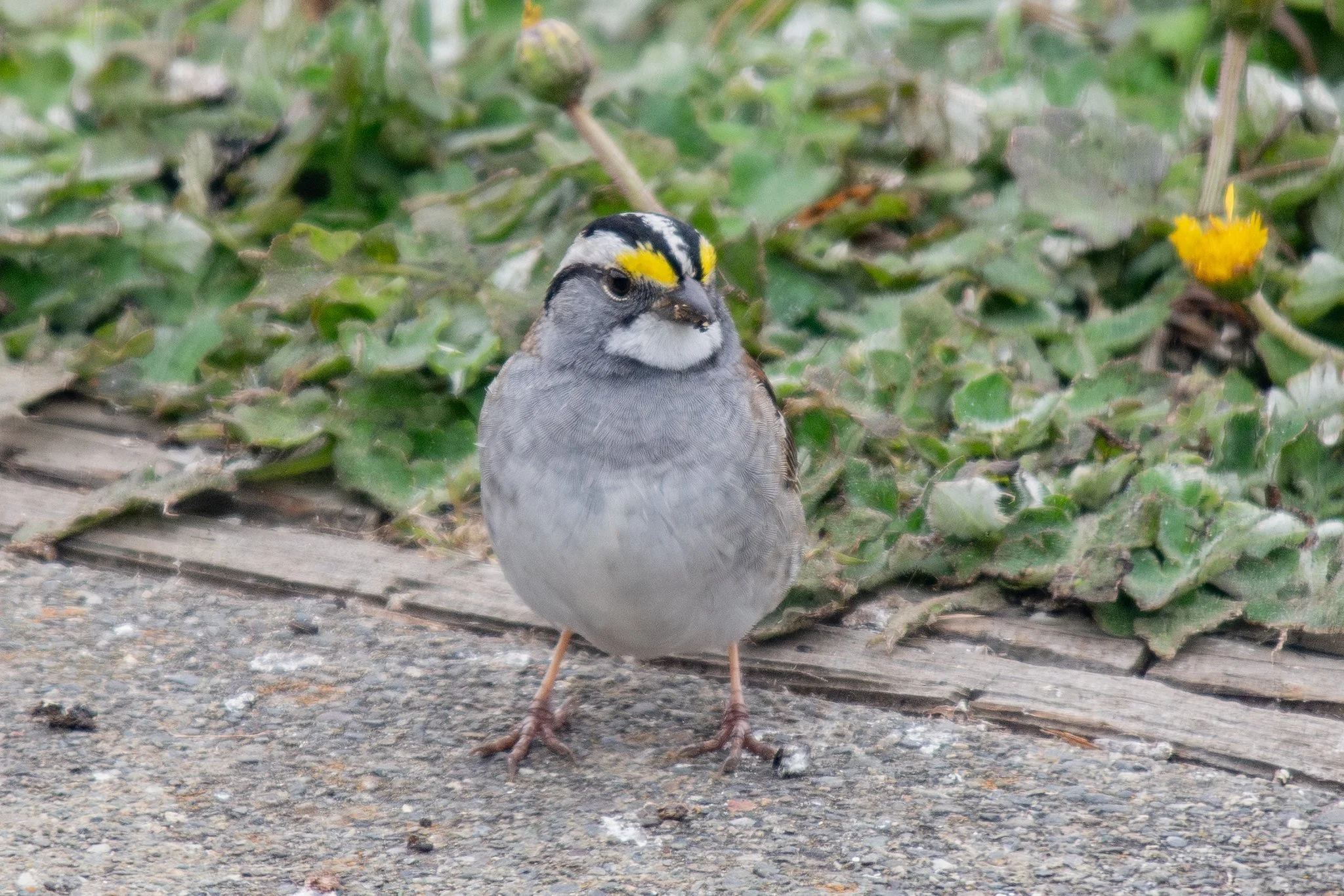 White-throated Sparrow (Zonotrichia albicollis)