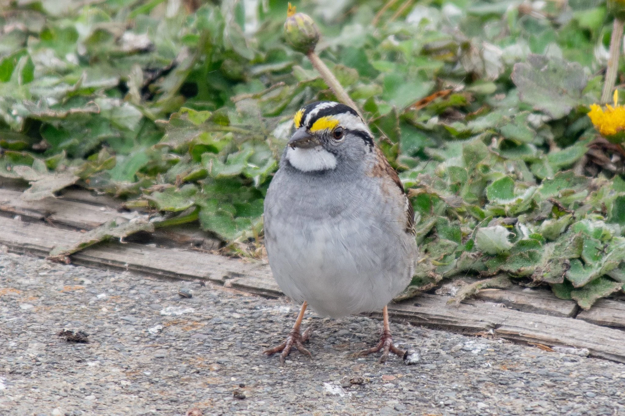 White-throated Sparrow (Zonotrichia albicollis)