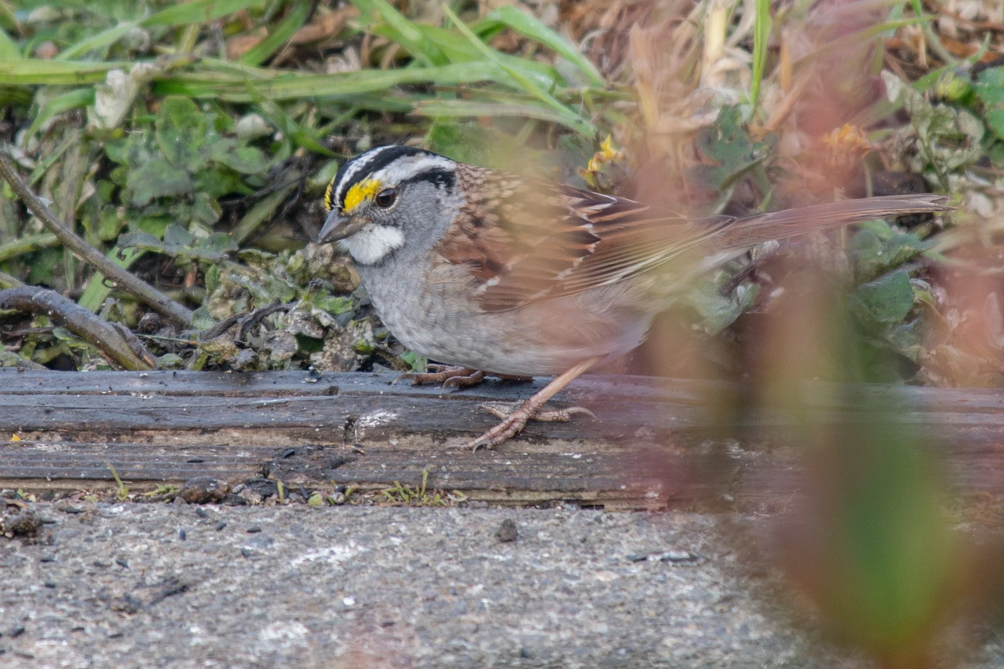 White-throated Sparrow (Zonotrichia albicollis)
