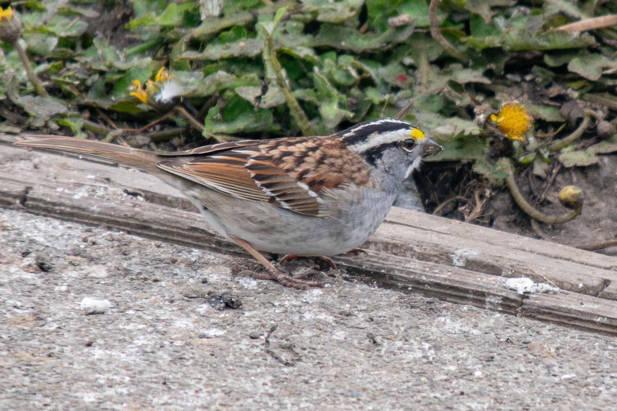 White-throated Sparrow (Zonotrichia albicollis)