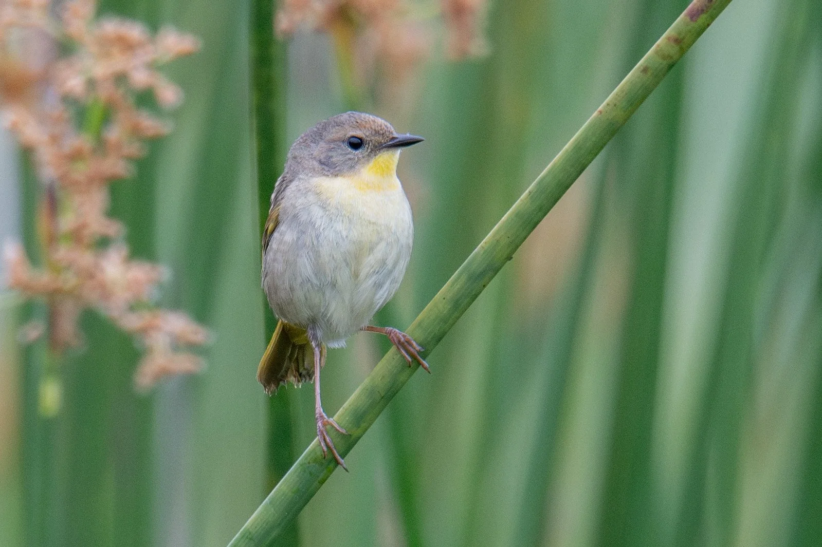 Common Yellowthroat (Geothlypis trichas)