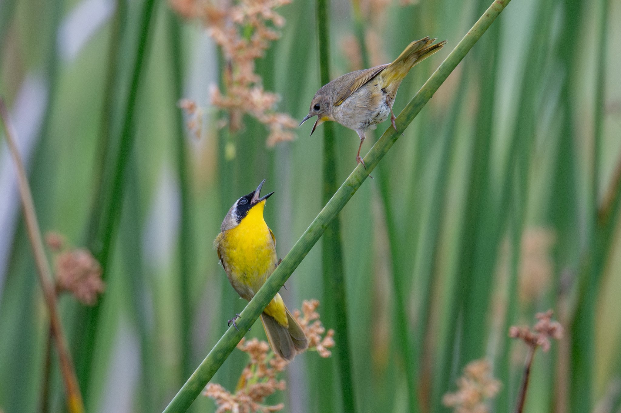 Common Yellowthroat (Geothlypis trichas)