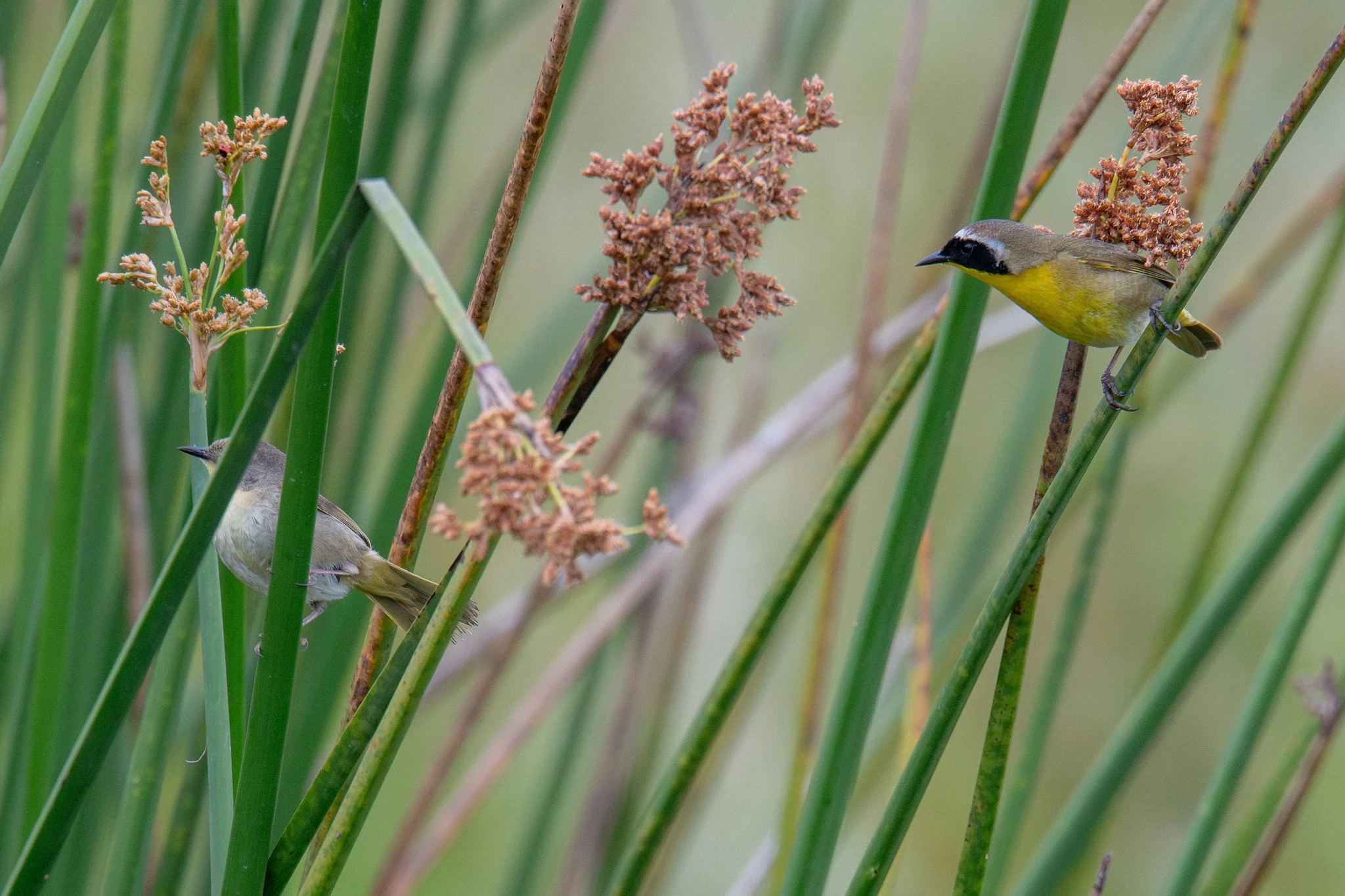 Common Yellowthroat (Geothlypis trichas)
