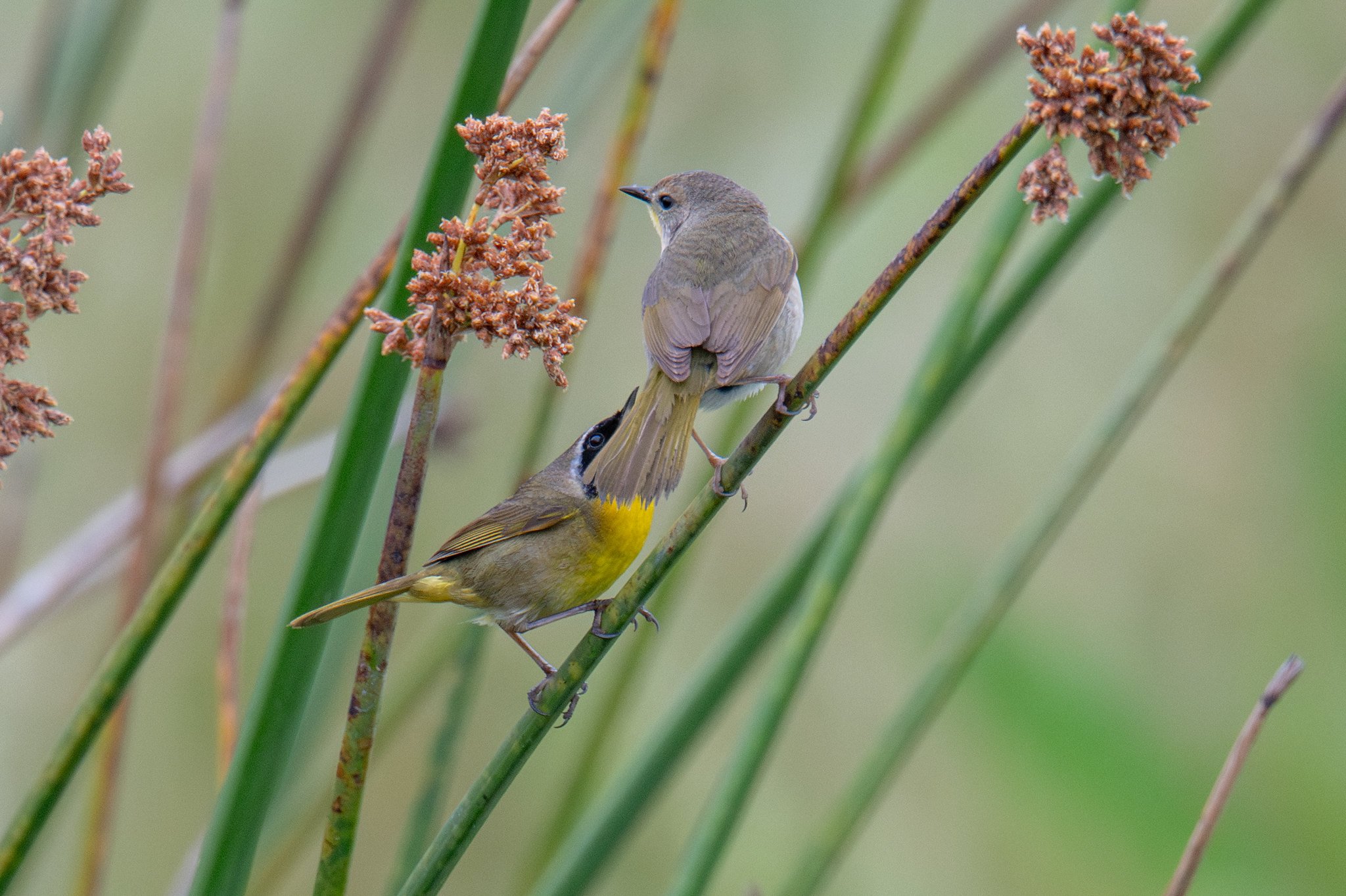 Common Yellowthroat (Geothlypis trichas)