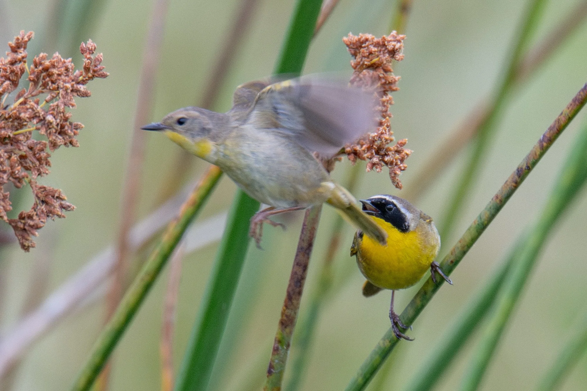 Common Yellowthroat (Geothlypis trichas)