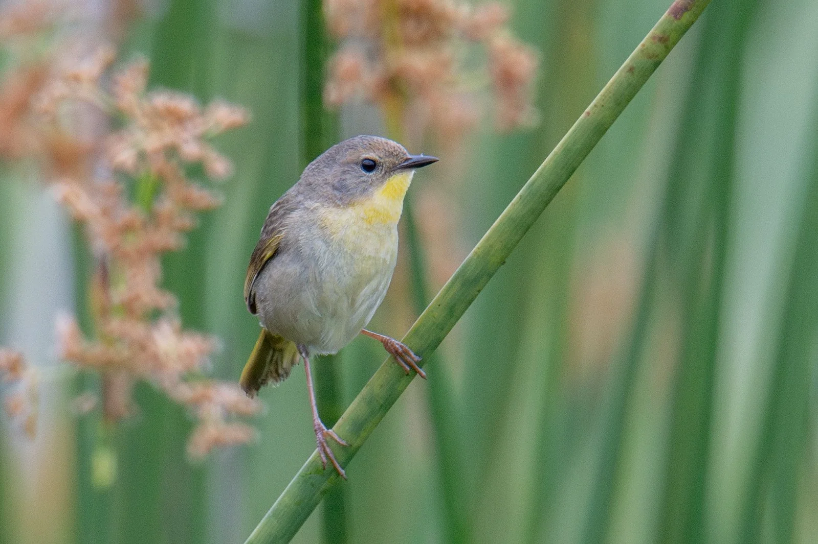 Common Yellowthroat (Geothlypis trichas)