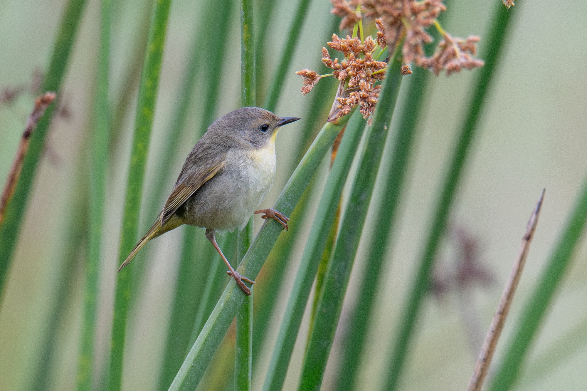Common Yellowthroat (Geothlypis trichas)