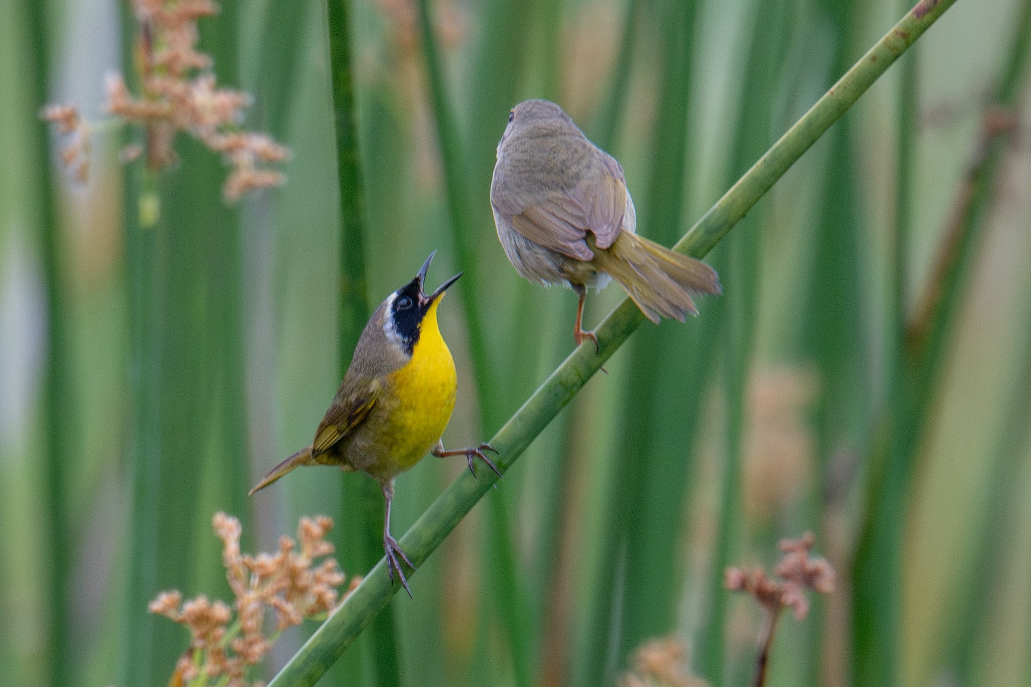 Common Yellowthroat (Geothlypis trichas)