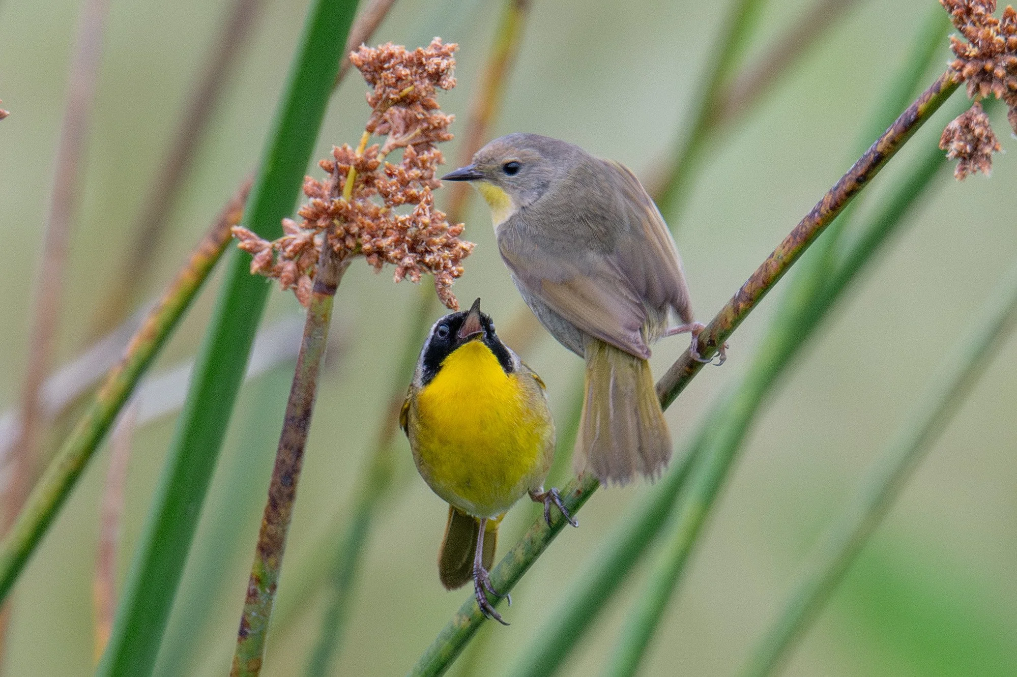 Common Yellowthroat (Geothlypis trichas)