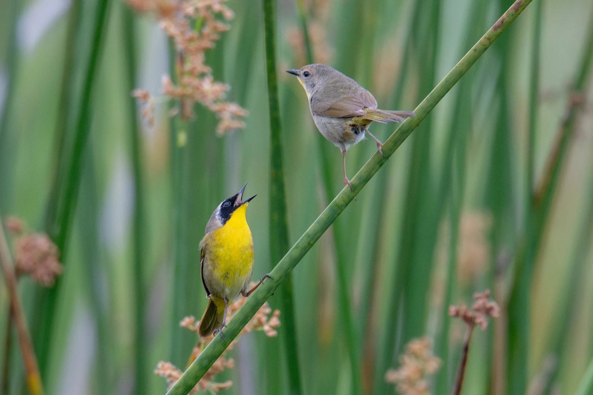 Common Yellowthroat (Geothlypis trichas)