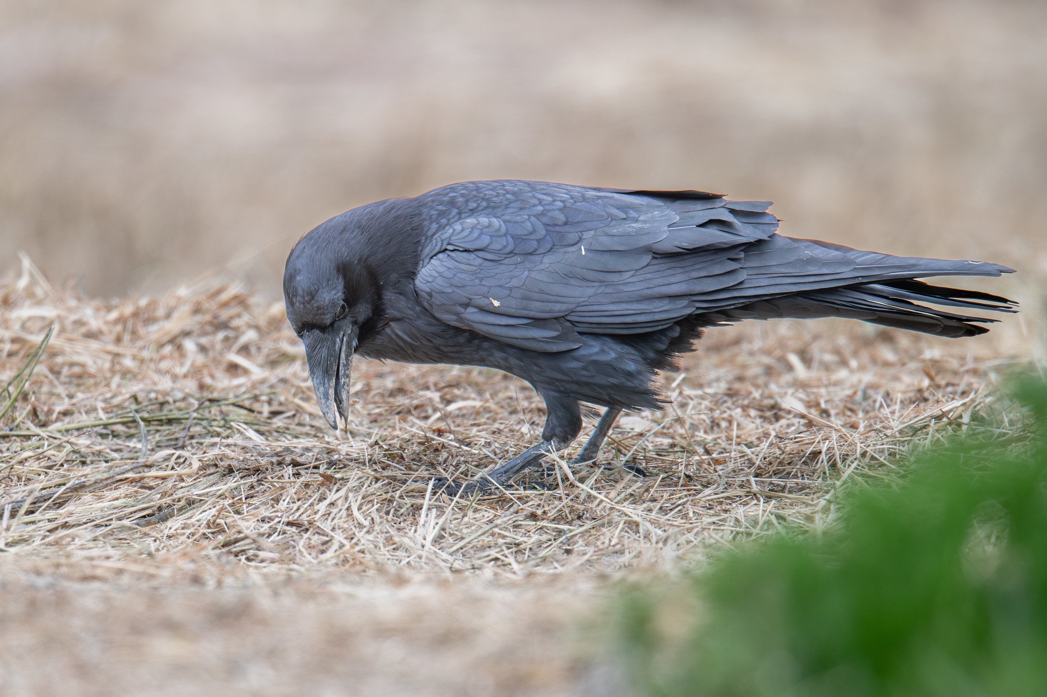 Common Raven (Corvus corax)