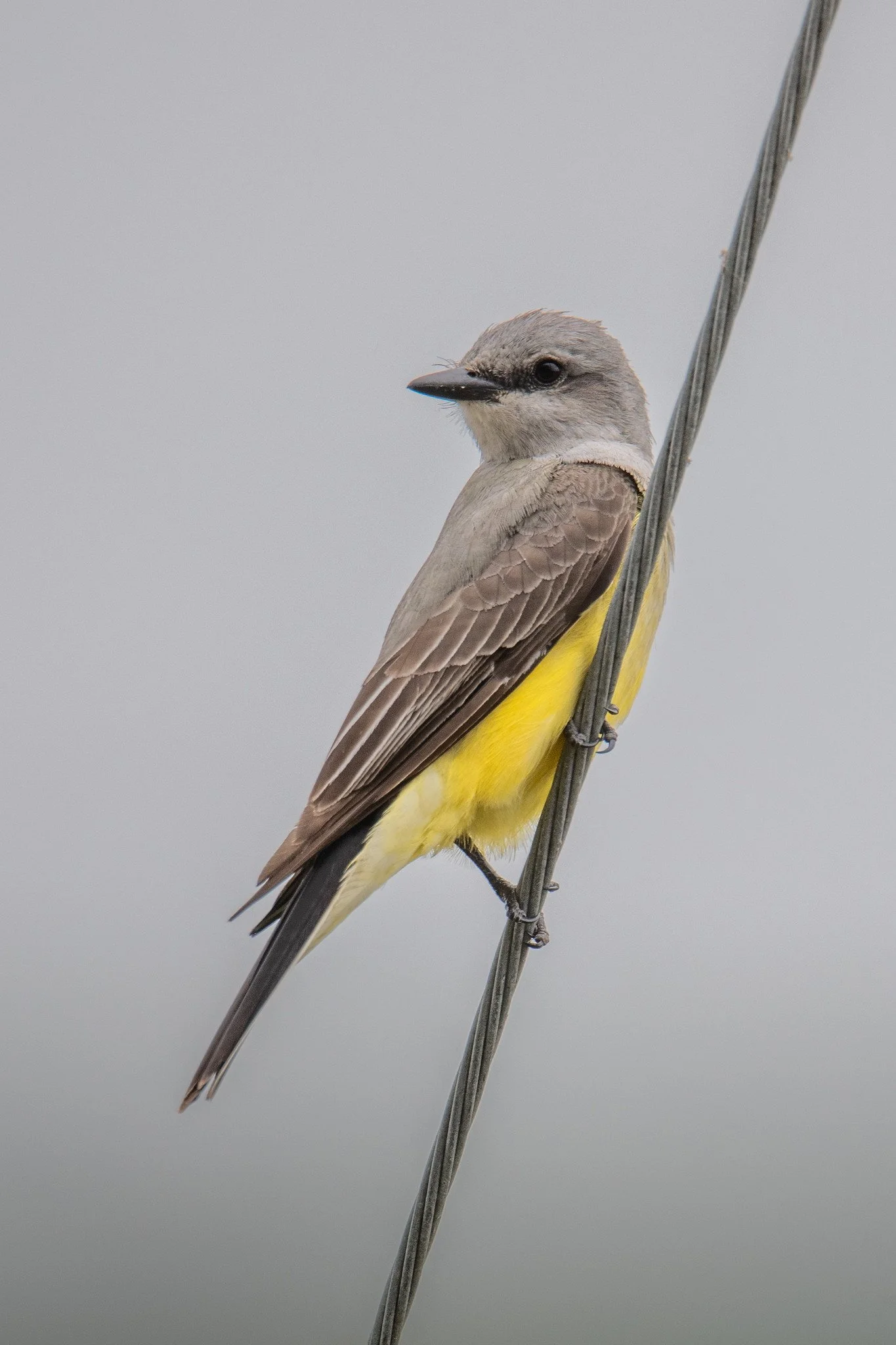 Western Kingbird (Tyrannus verticalis)