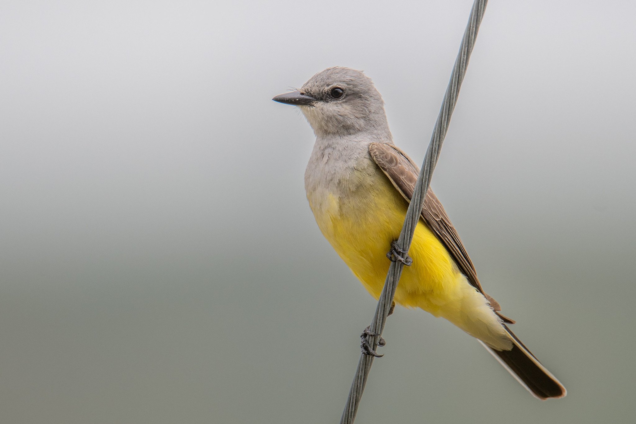 Western Kingbird (Tyrannus verticalis)