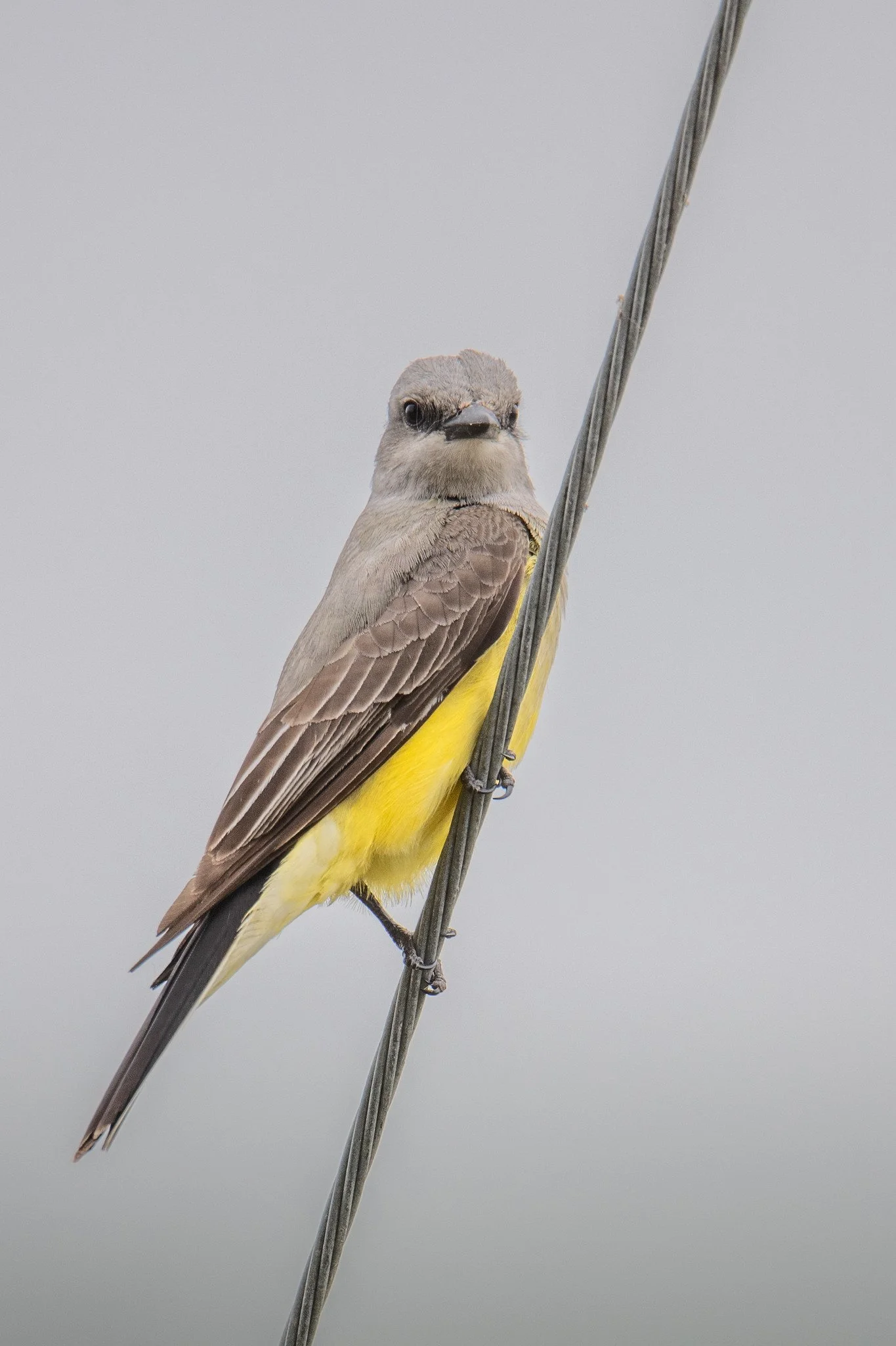 Western Kingbird (Tyrannus verticalis)