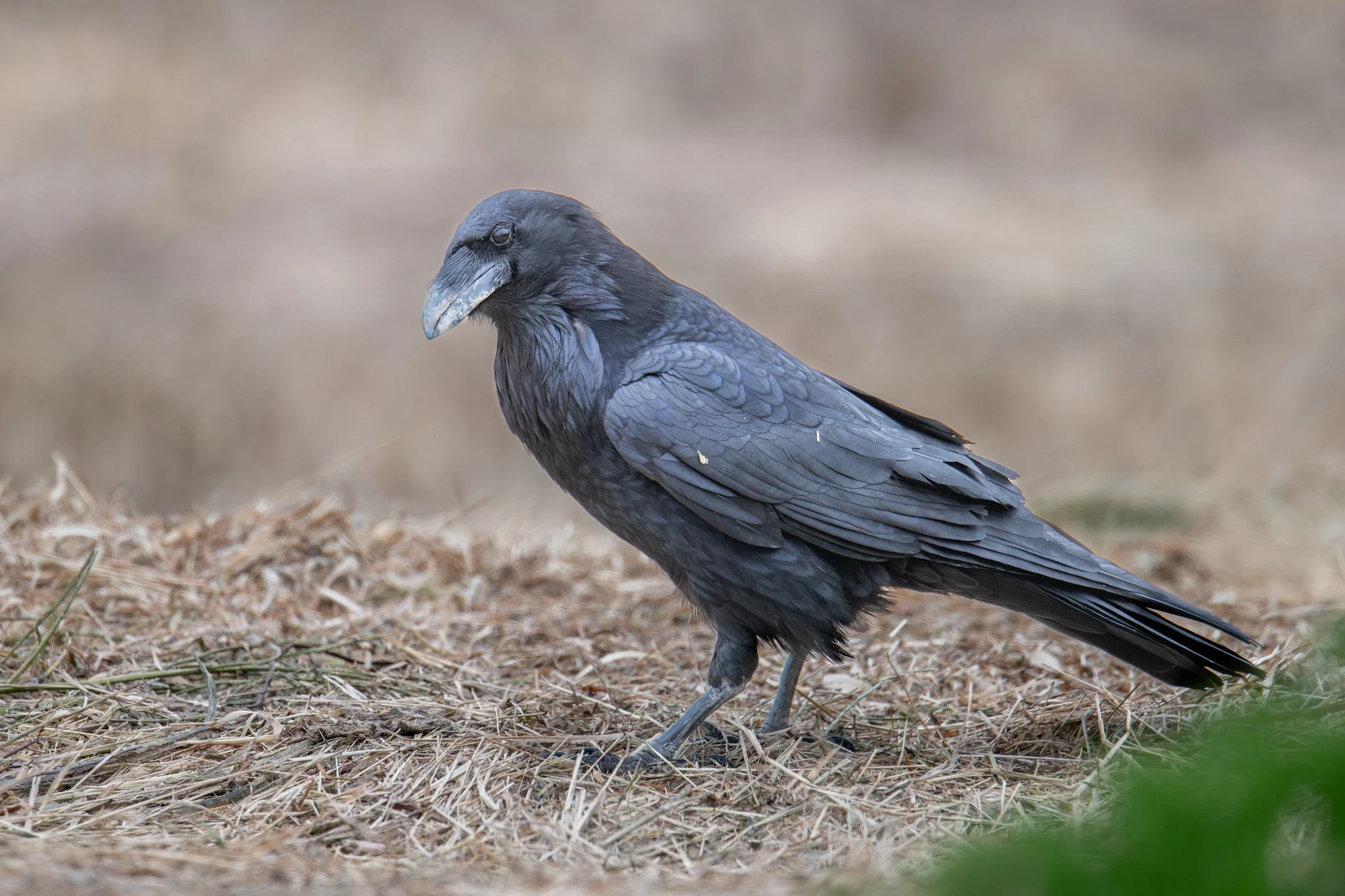 Common Raven (Corvus corax)