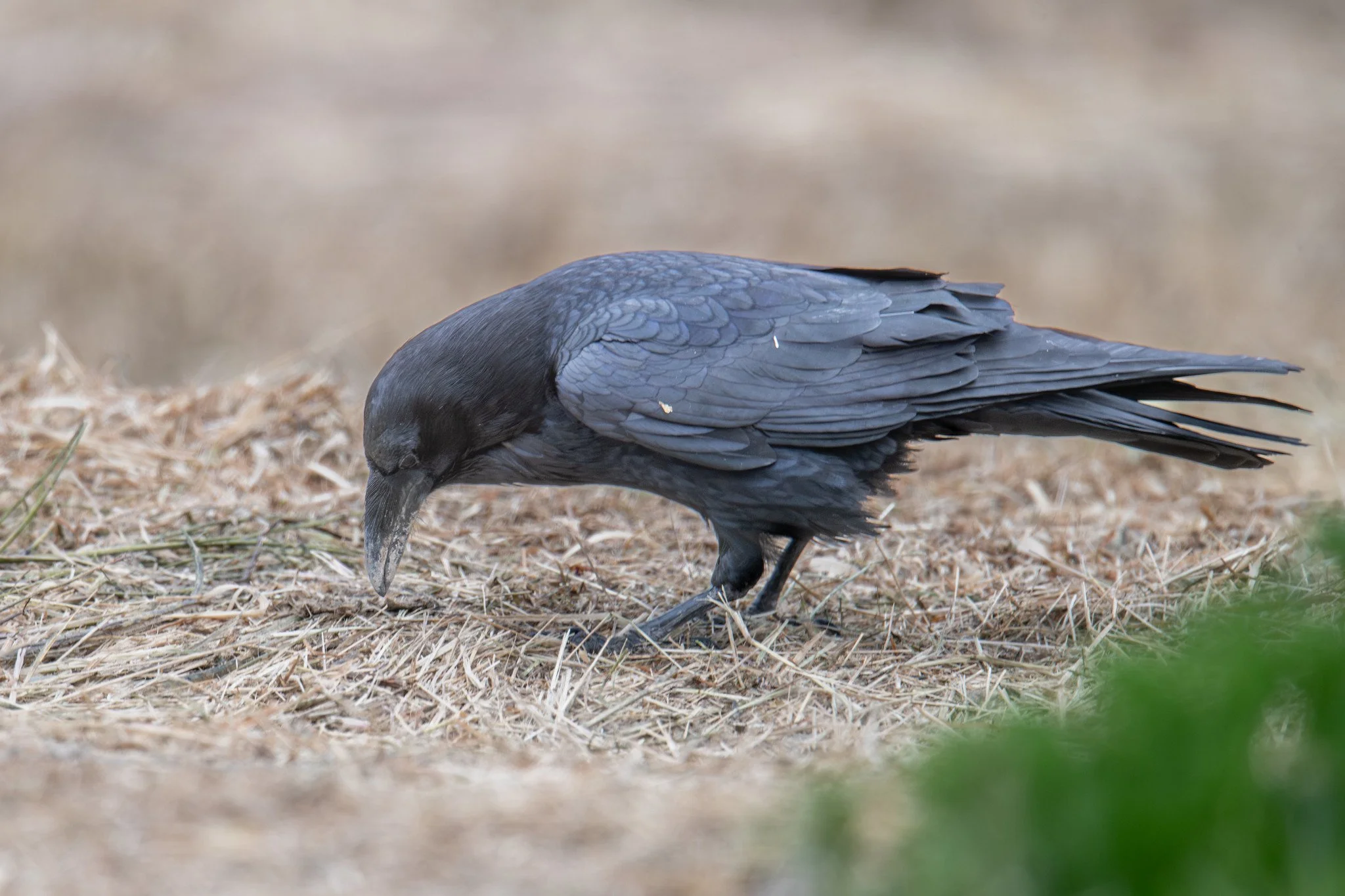 Common Raven (Corvus corax)