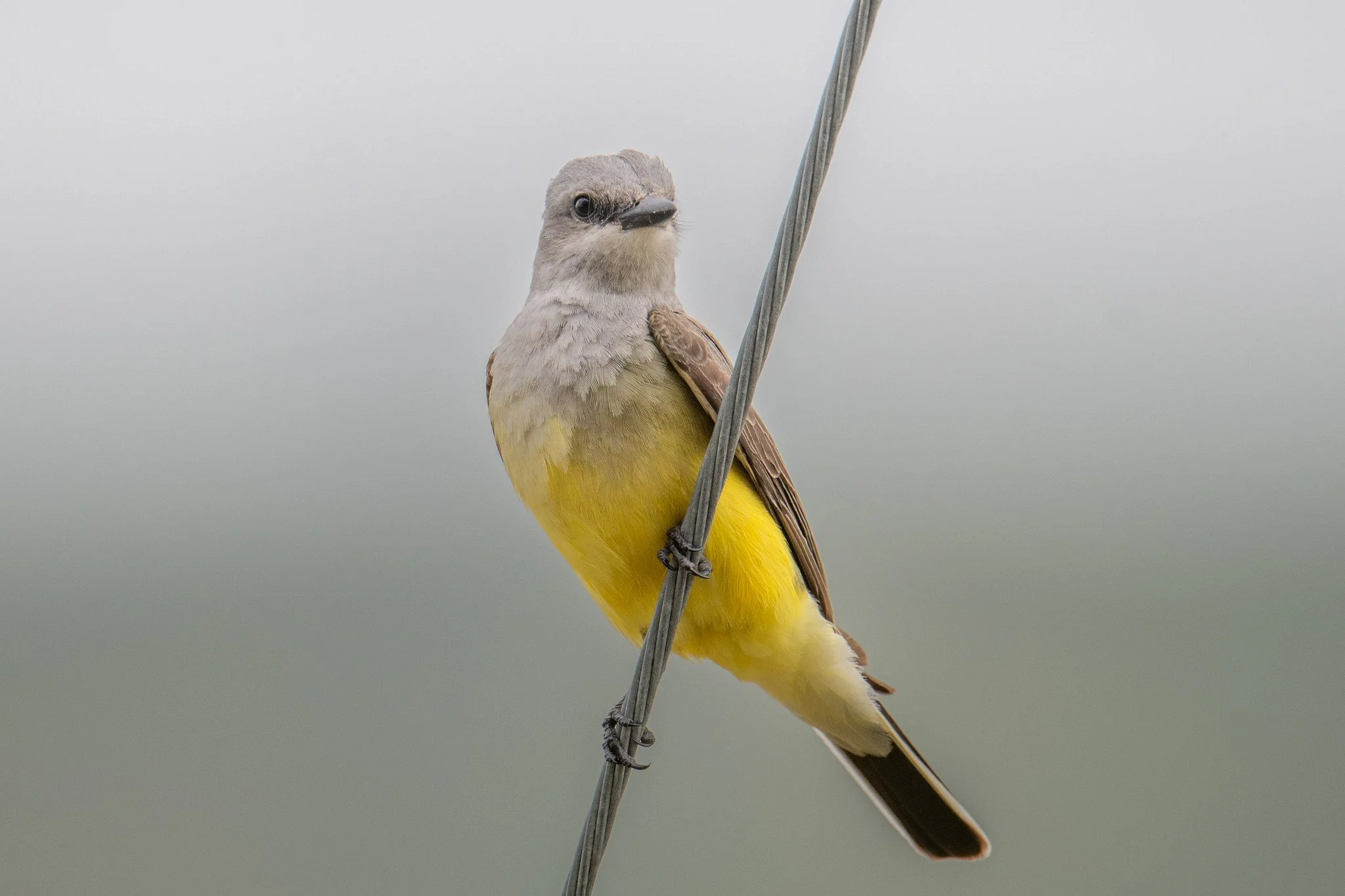 Western Kingbird (Tyrannus verticalis)