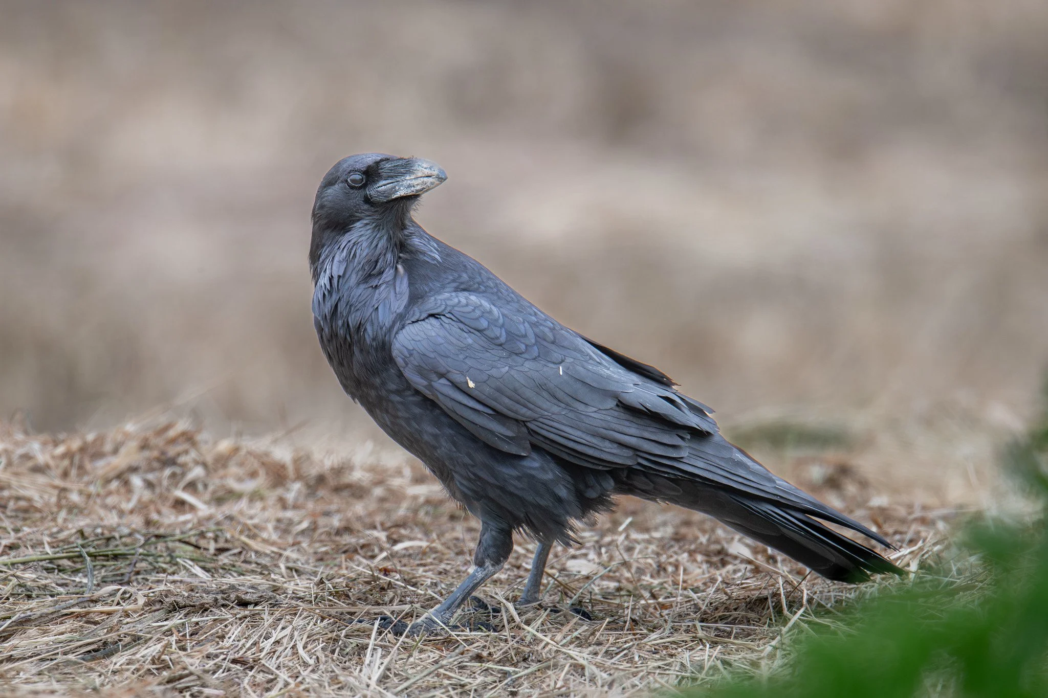 Common Raven (Corvus corax)