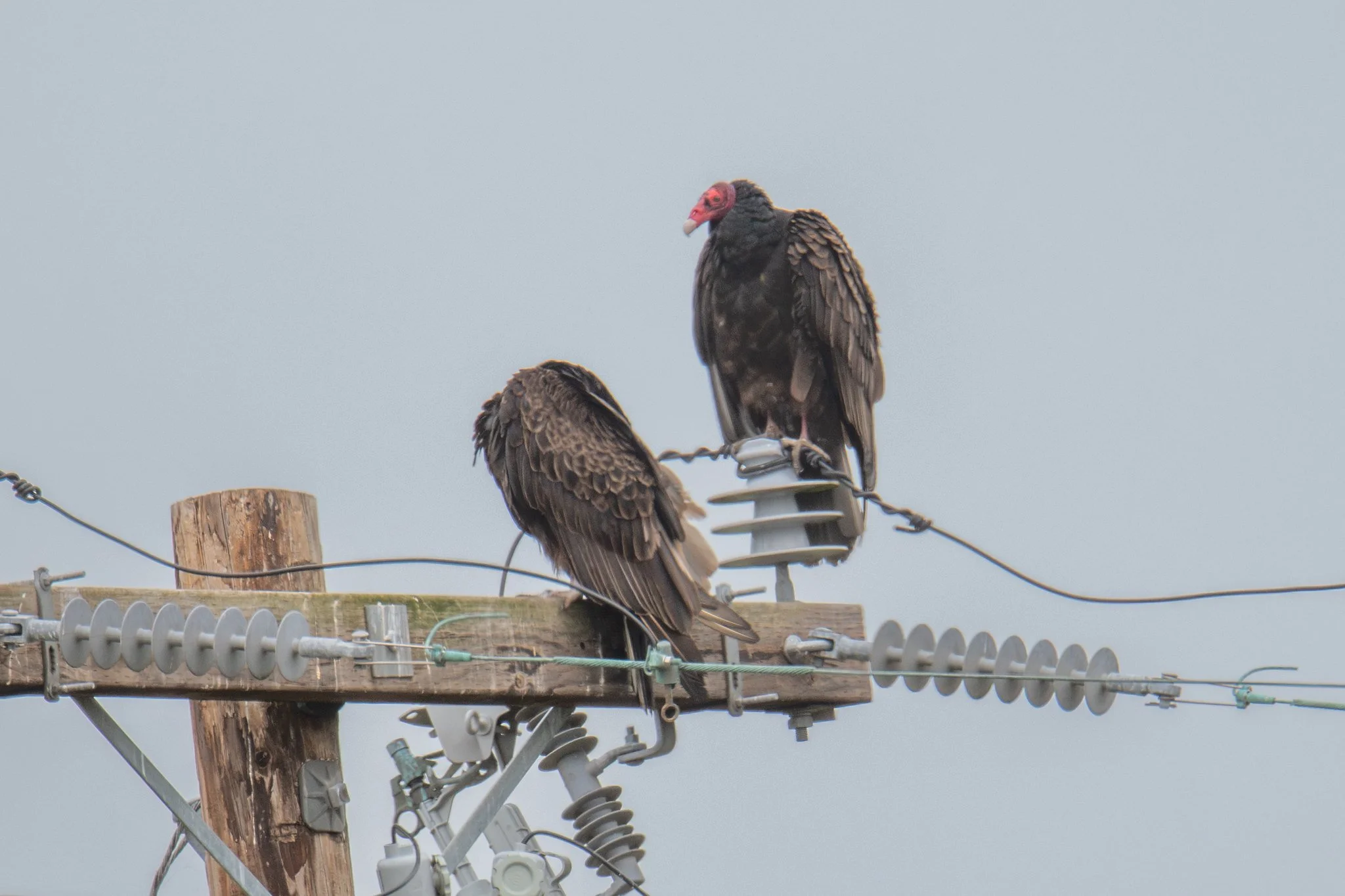 Turkey Vulture (Cathartes aura)