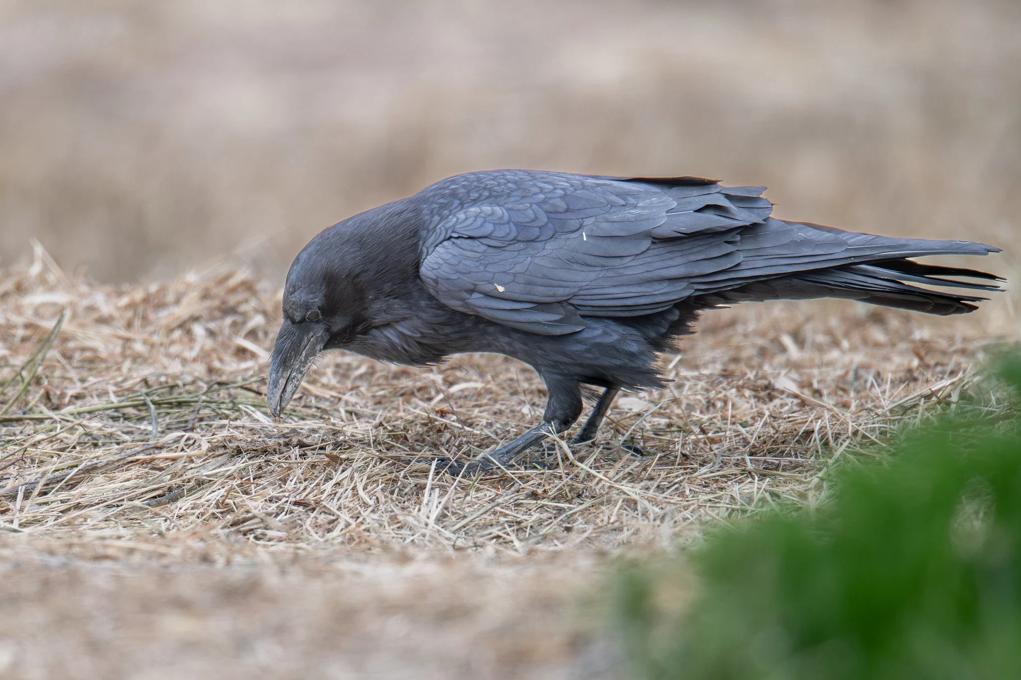 Common Raven (Corvus corax)