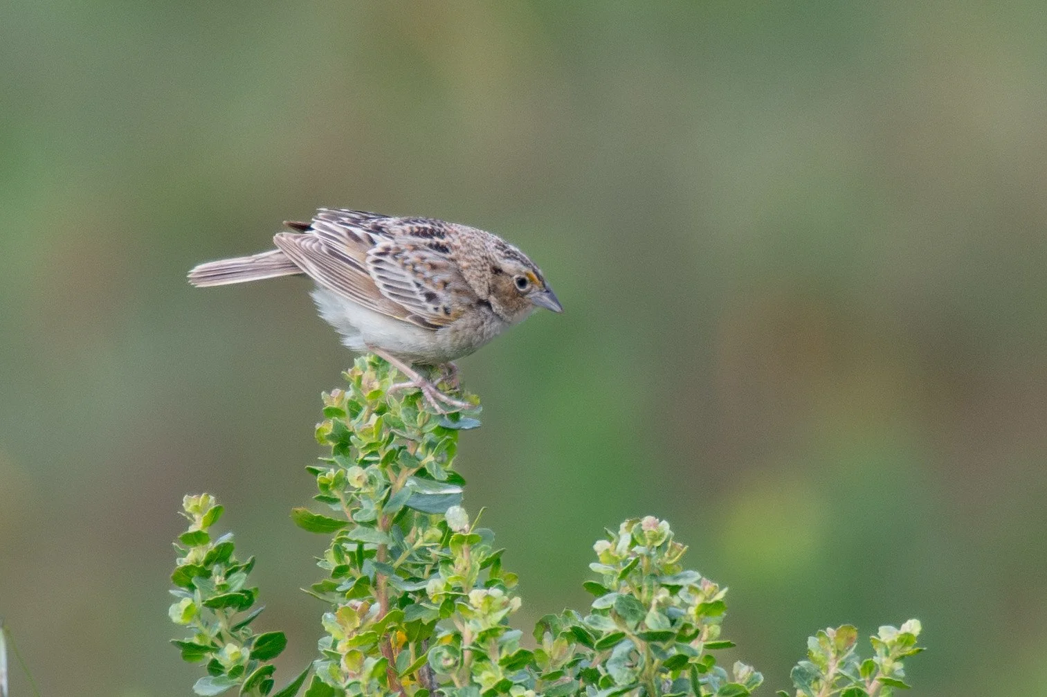 Grasshopper Sparrow (Ammodramus savannarum)